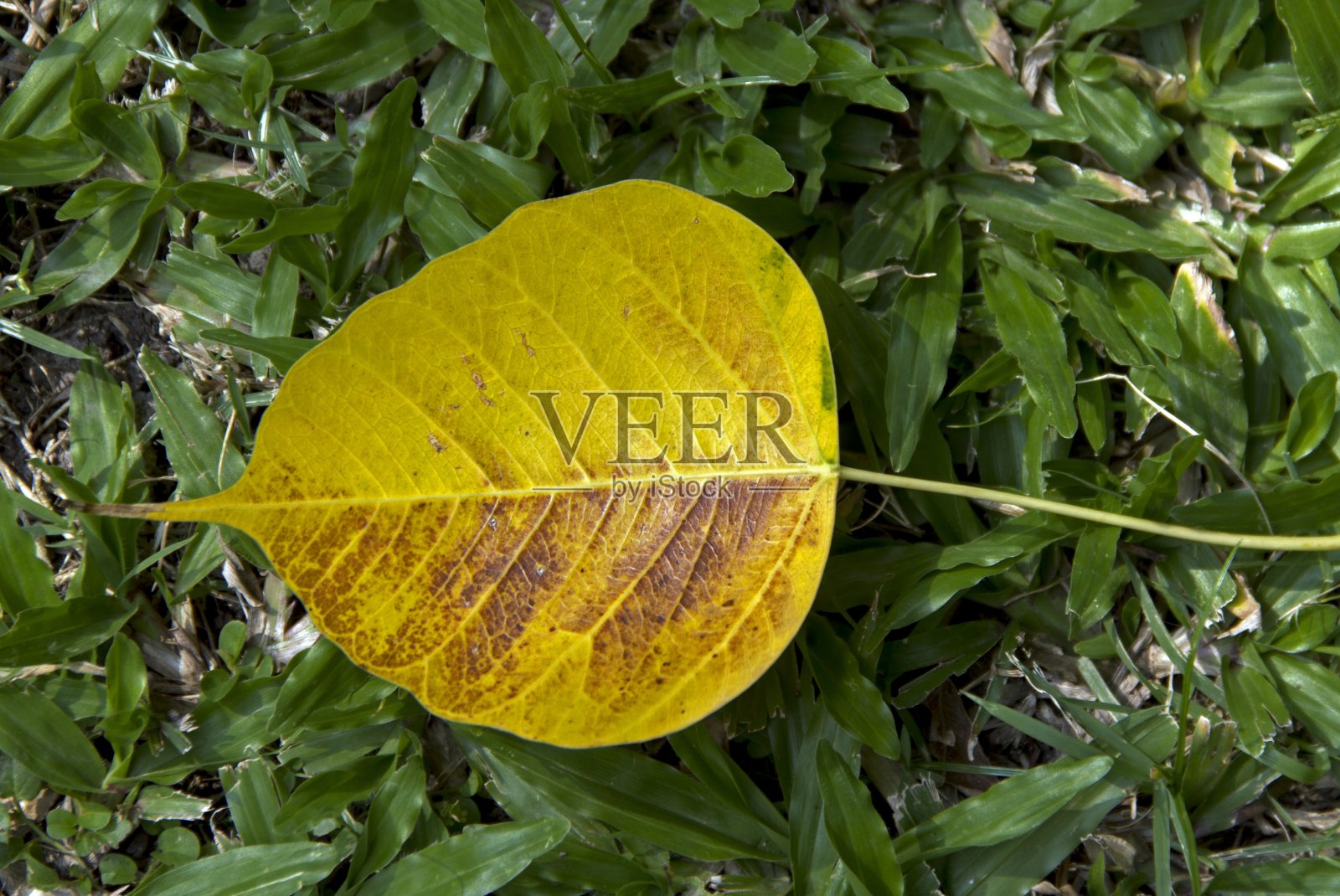 金菩提叶照片摄影图片