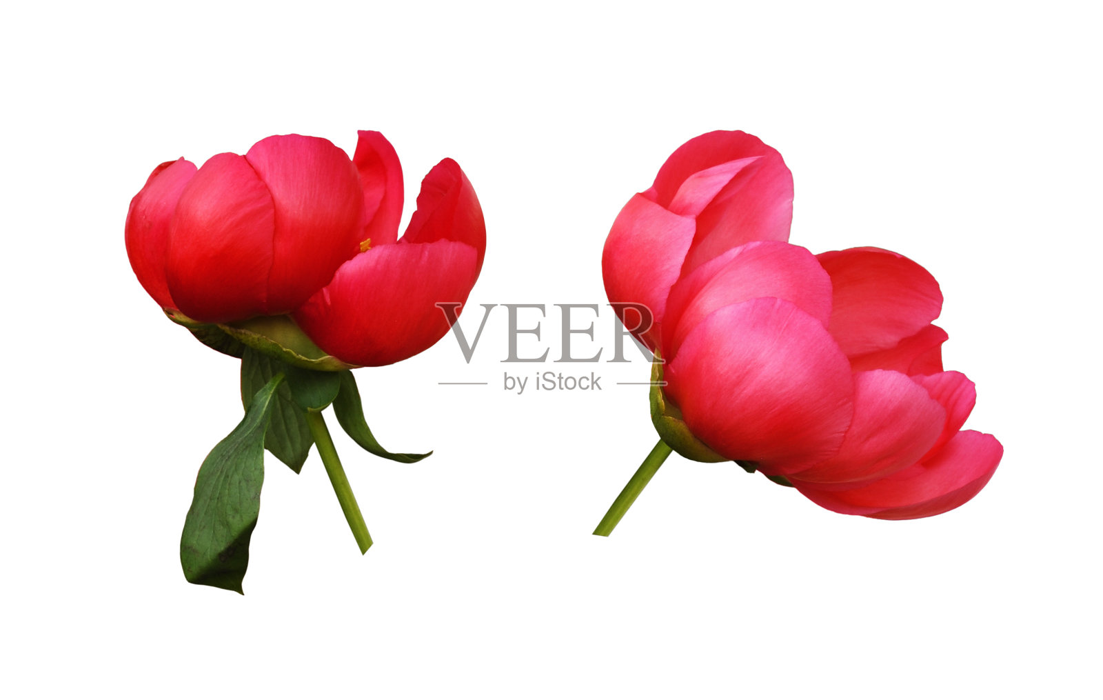 一套珊瑚牡丹花照片摄影图片