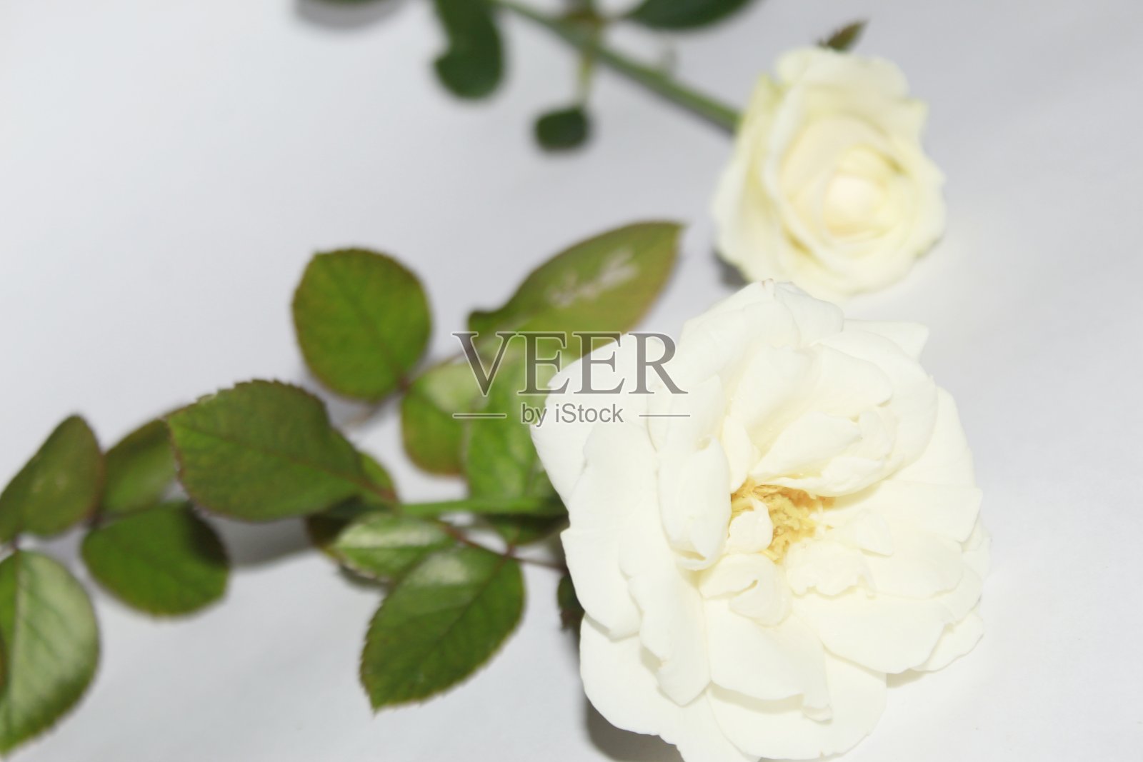 美丽的单独的白色玫瑰花孤立在白色的背景。照片摄影图片