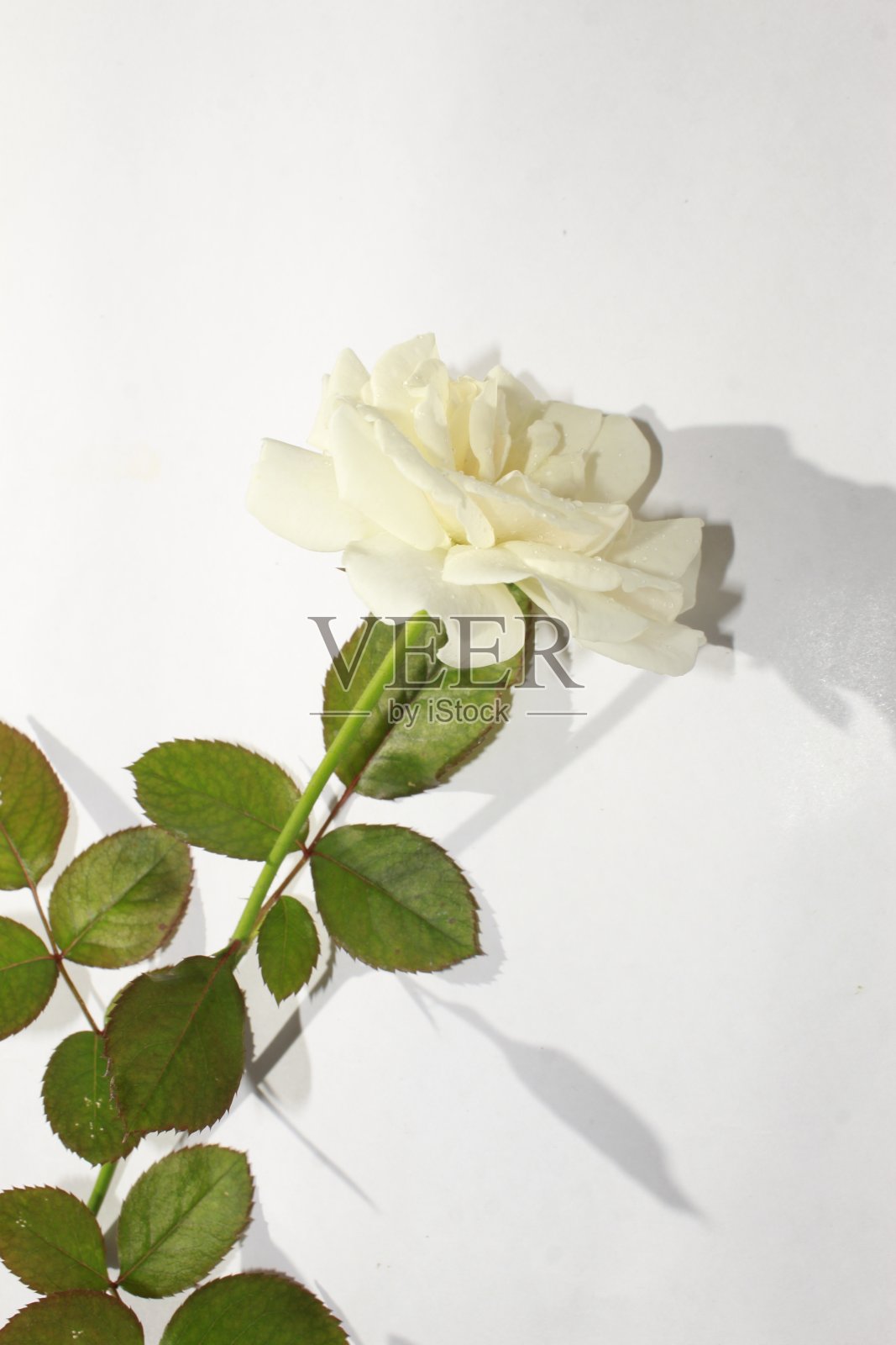 美丽的单独的白色玫瑰花孤立在白色的背景。照片摄影图片