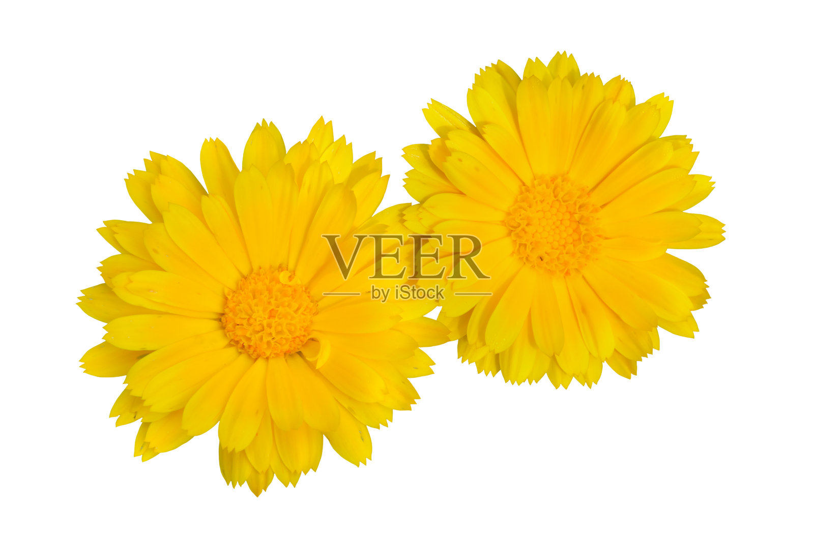 万寿菊花照片摄影图片