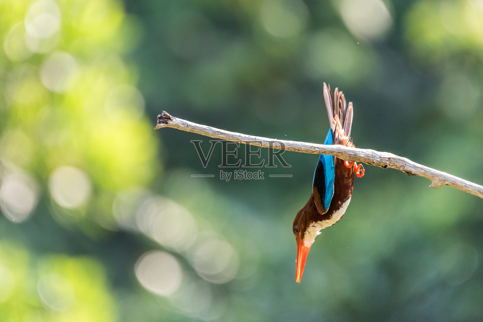 运动中的白喉翠鸟(翡翠鸟)照片摄影图片