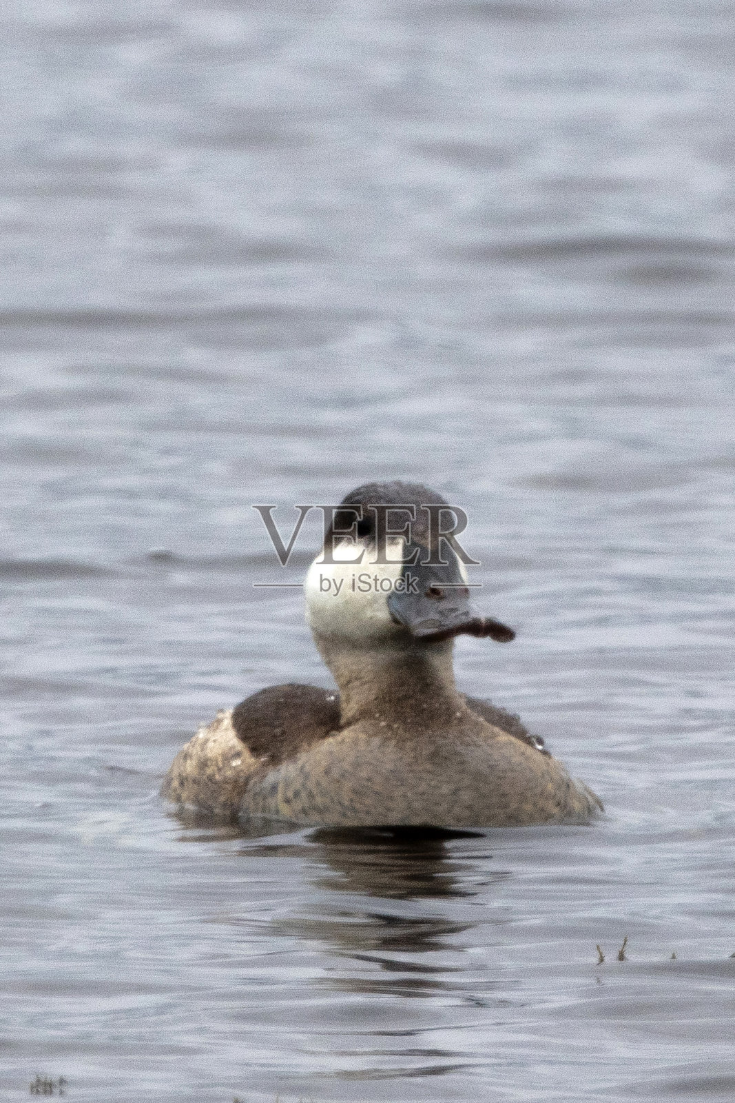 红鸭照片摄影图片