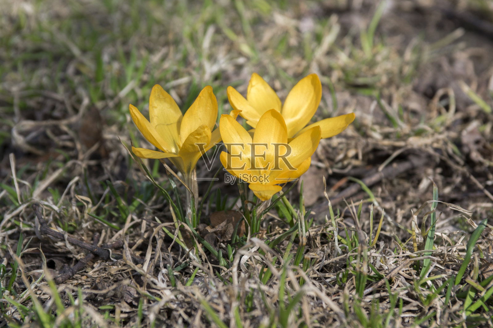 番红花盛开，黄色的春季观赏花，中心为橙色照片摄影图片