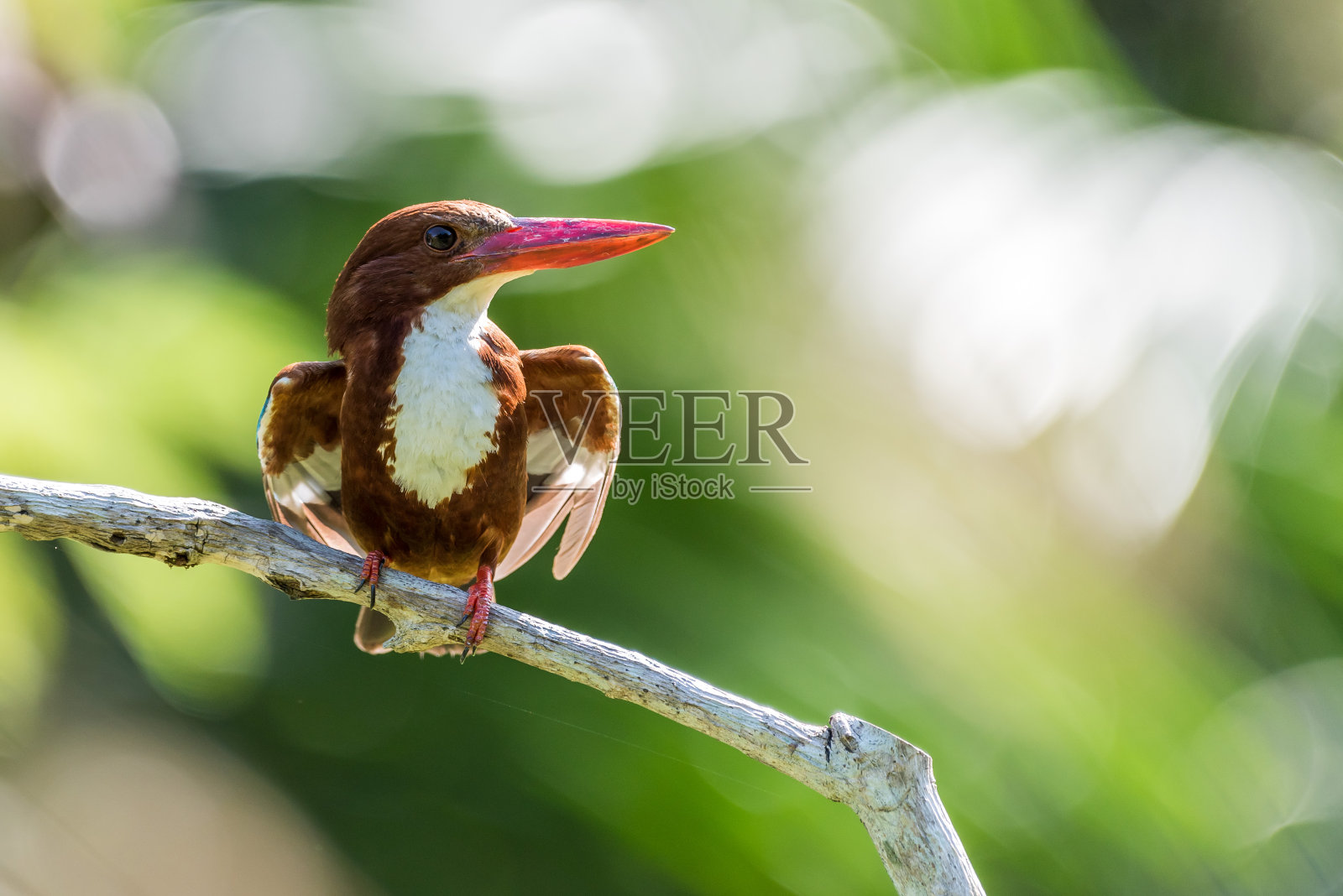白喉翠鸟(Halcyon smyrnensis)栖息并等待照片摄影图片