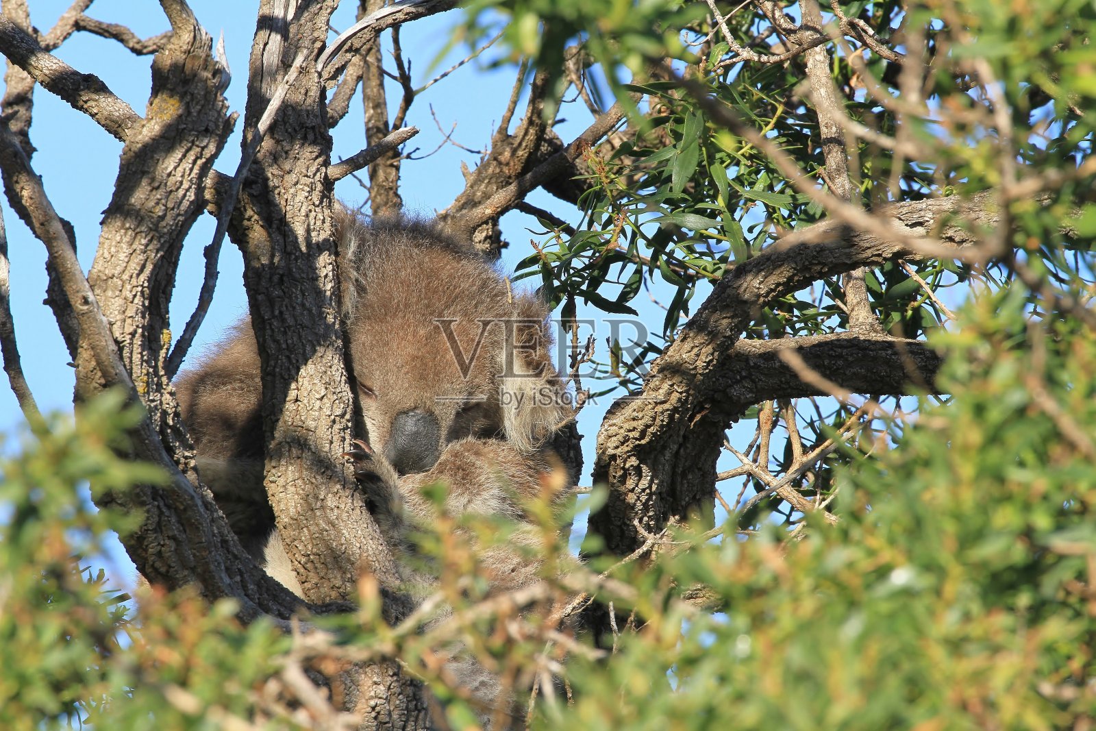 一只考拉栖息在树上照片摄影图片