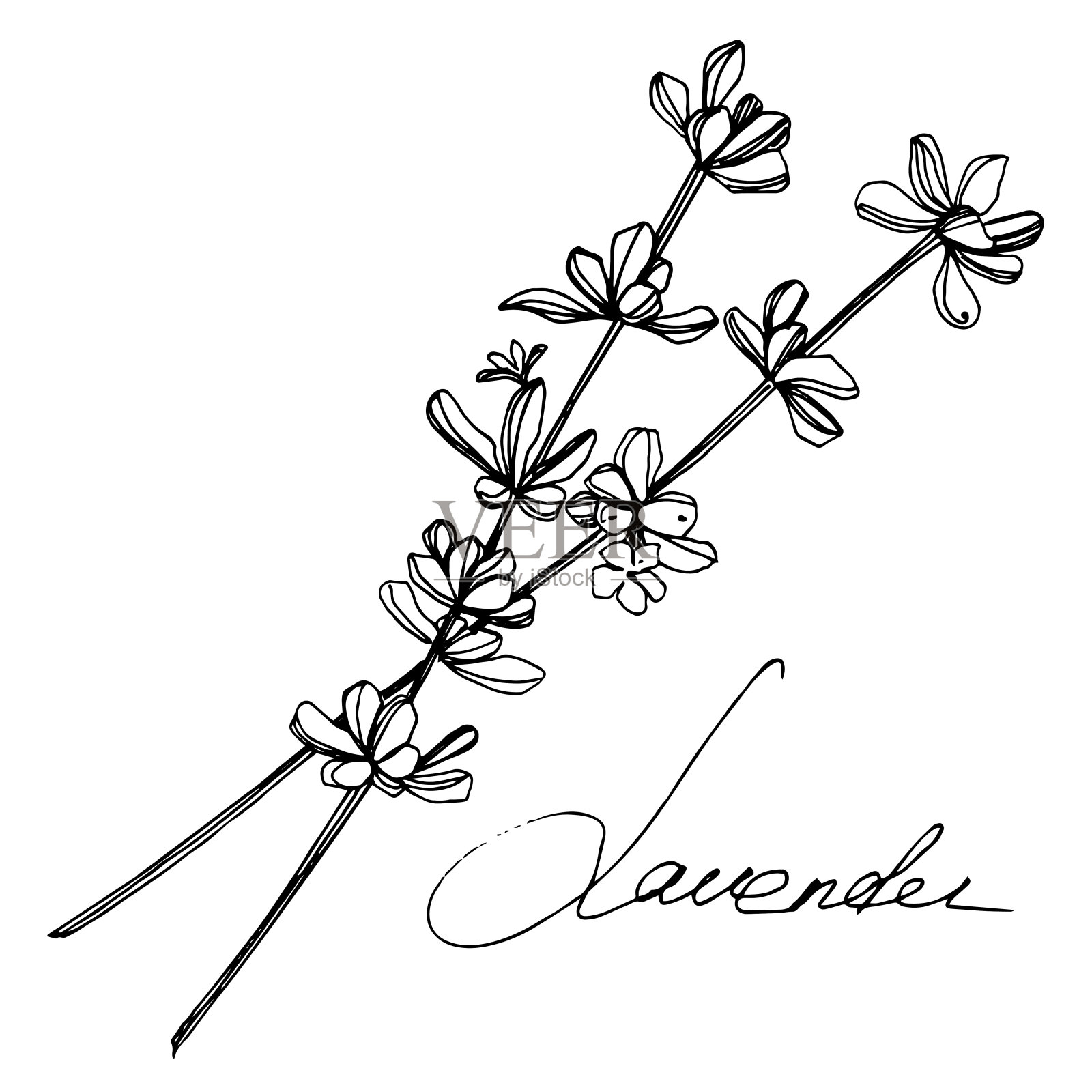 薰衣草植物的植物花。黑白篆刻水墨艺术。孤立的薰衣草插画元素。插画图片素材