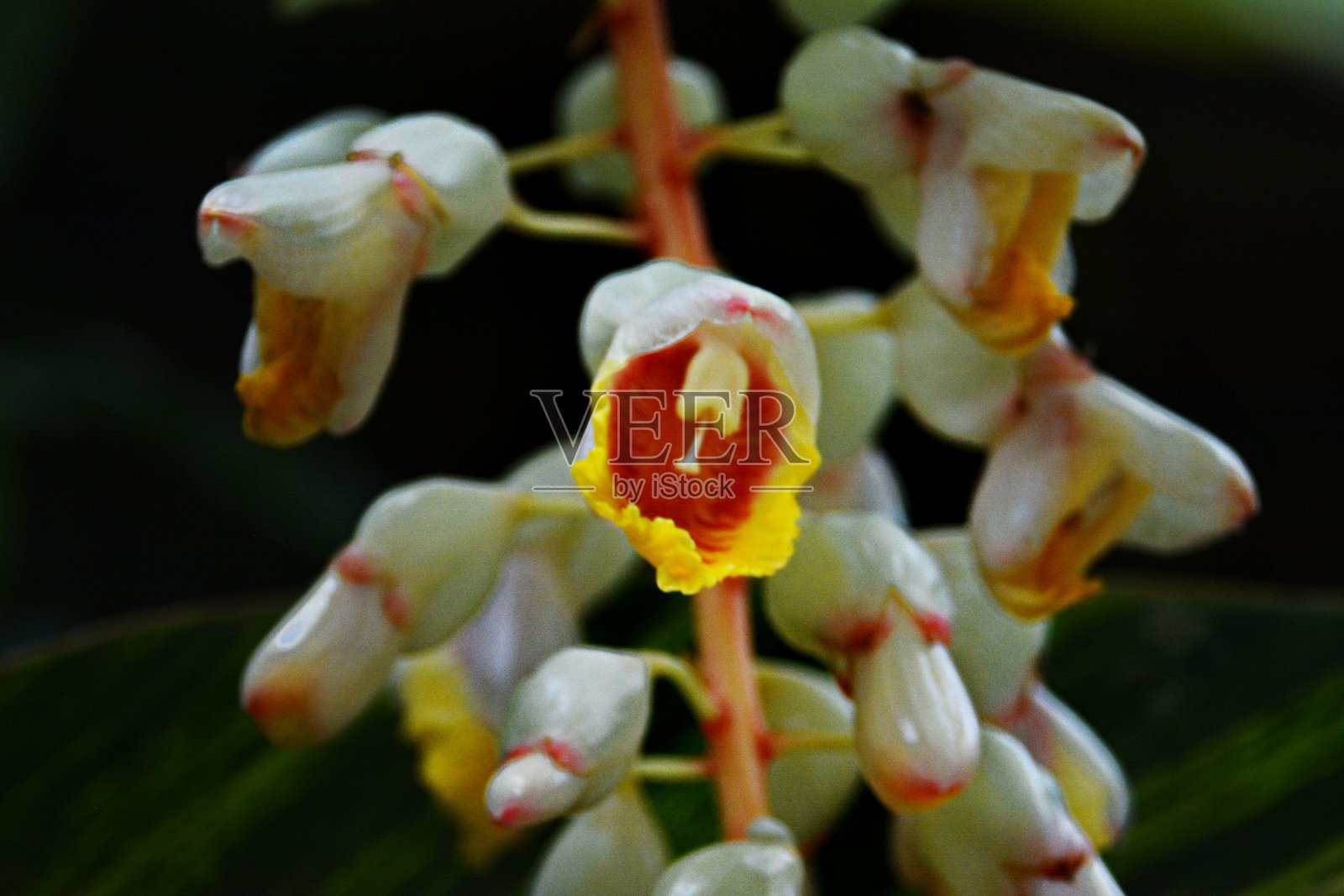 姜荷花照片摄影图片