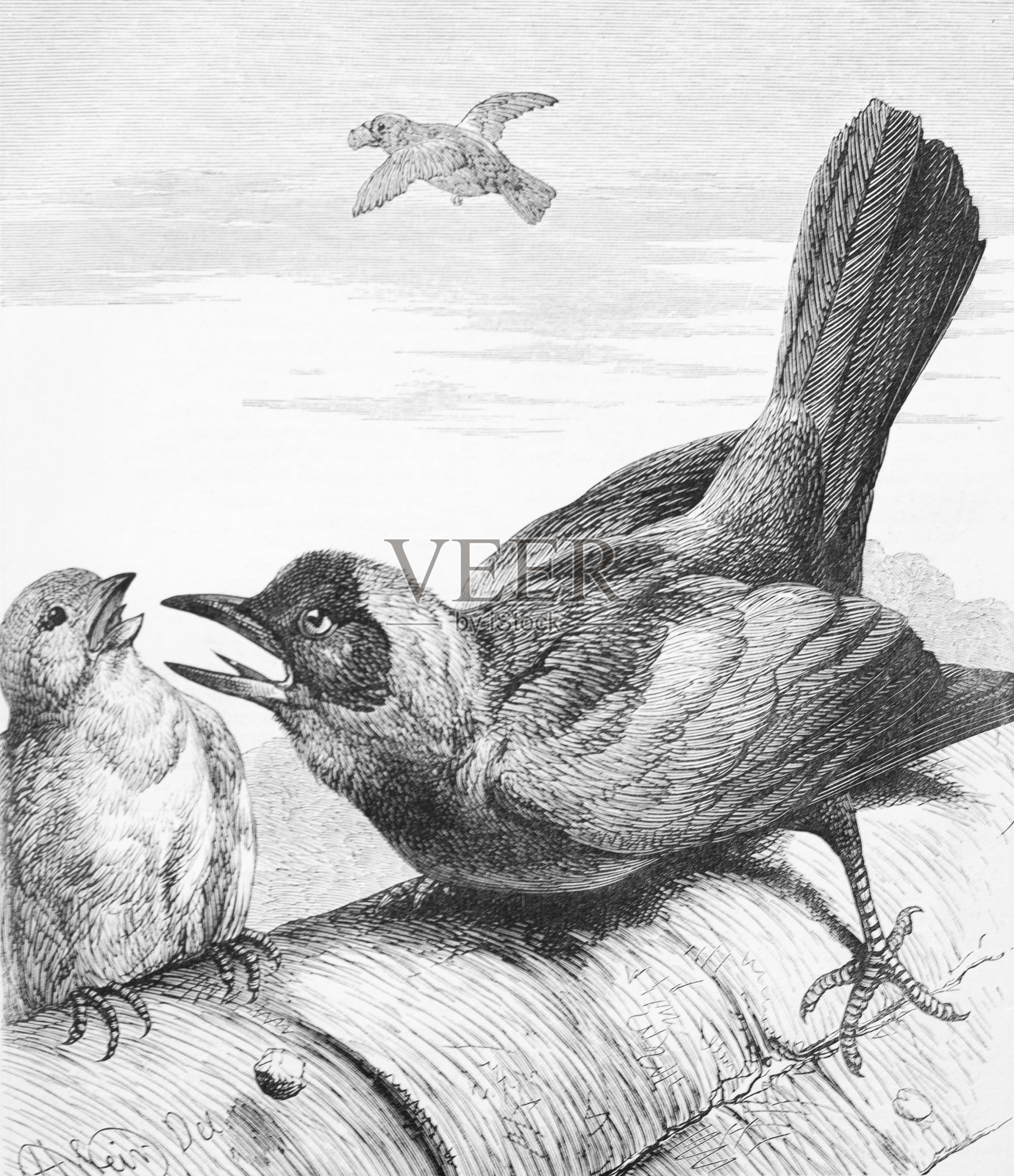 1875年前后的动物和自然黑白版画。一只贪婪的寒鸦从更小的鸟那里偷东西设计元素图片