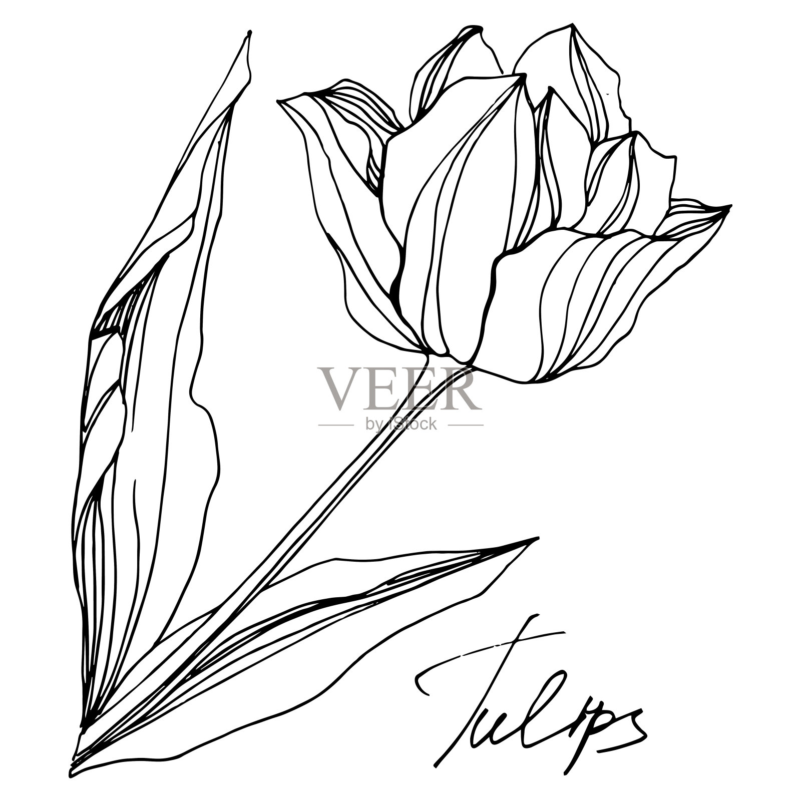 矢车菊，花卉植物花。黑白篆刻水墨艺术。孤立的郁金香插图元素。设计元素图片