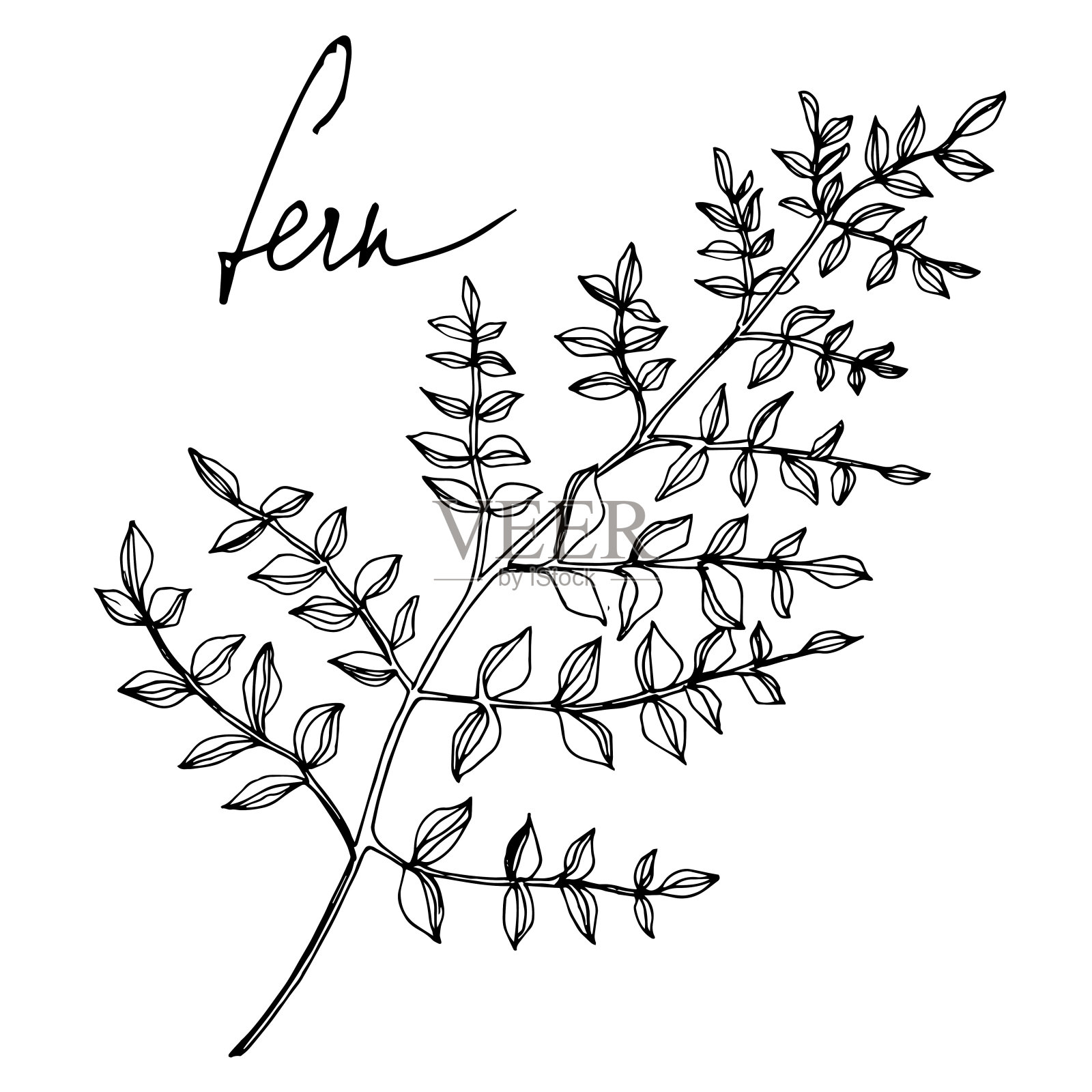 向量蕨叶。叶植物植物的叶子。黑白篆刻水墨艺术。孤立蕨插图元素。插画图片素材