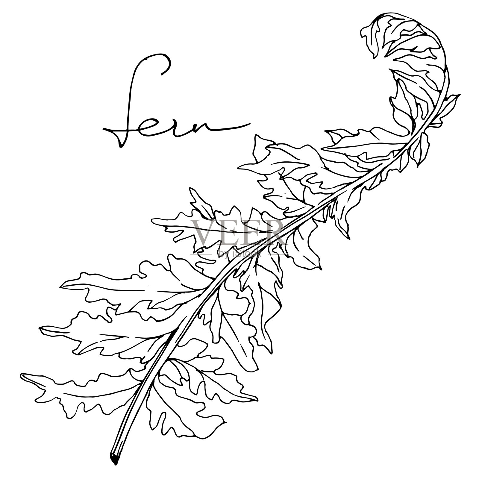 向量蕨叶。叶植物植物的叶子。黑白篆刻水墨艺术。孤立蕨插图元素。插画图片素材