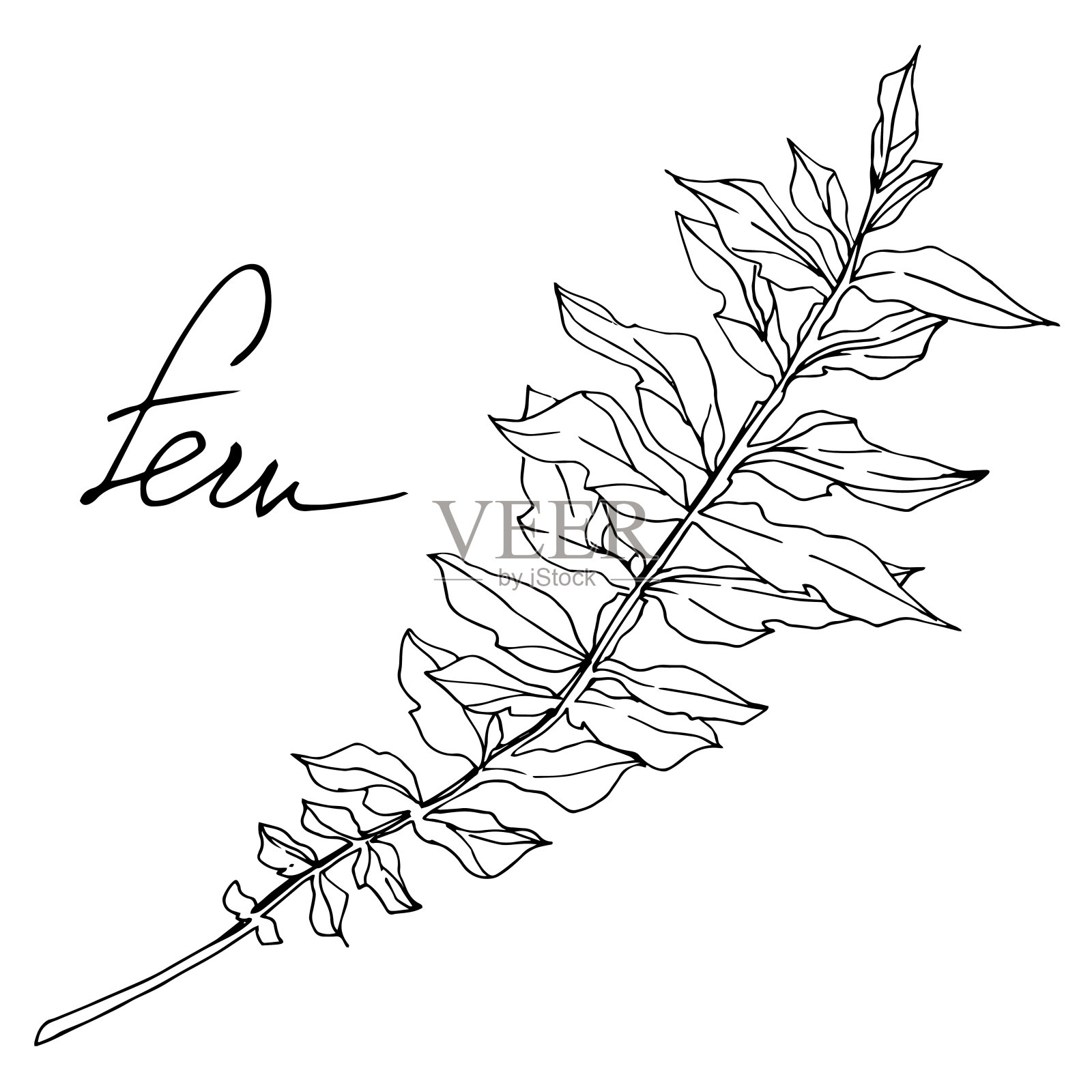 向量蕨叶。叶植物植物的叶子。黑白篆刻水墨艺术。孤立蕨插图元素。插画图片素材