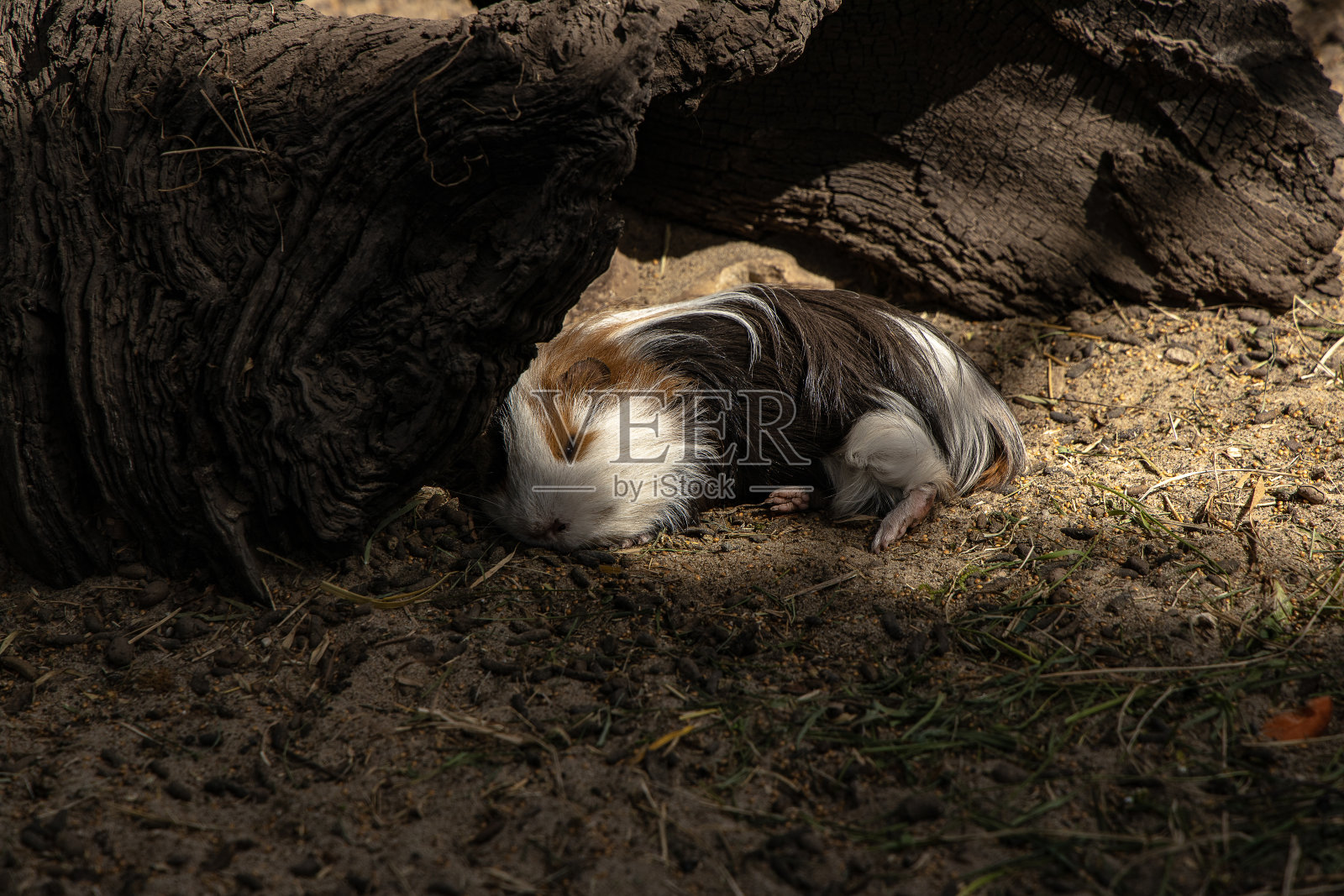 国内腮腺炎照片摄影图片