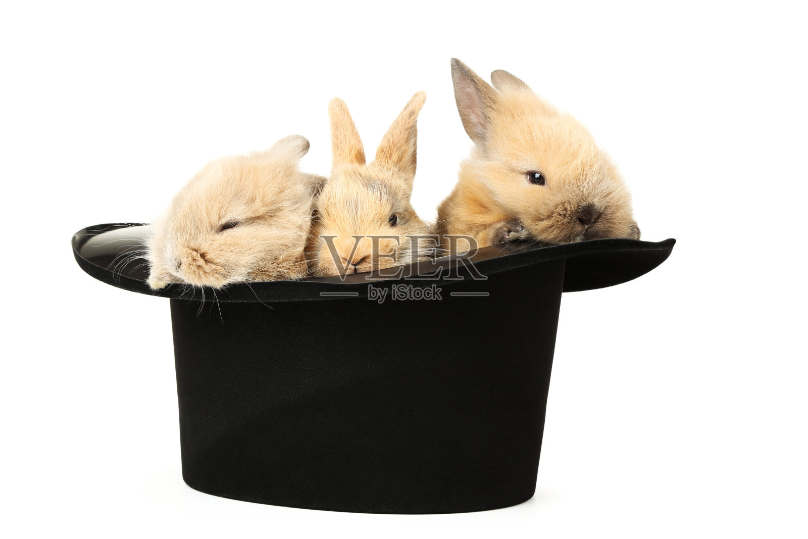 兔子兔在黑帽子孤立在白色背景照片摄影图片