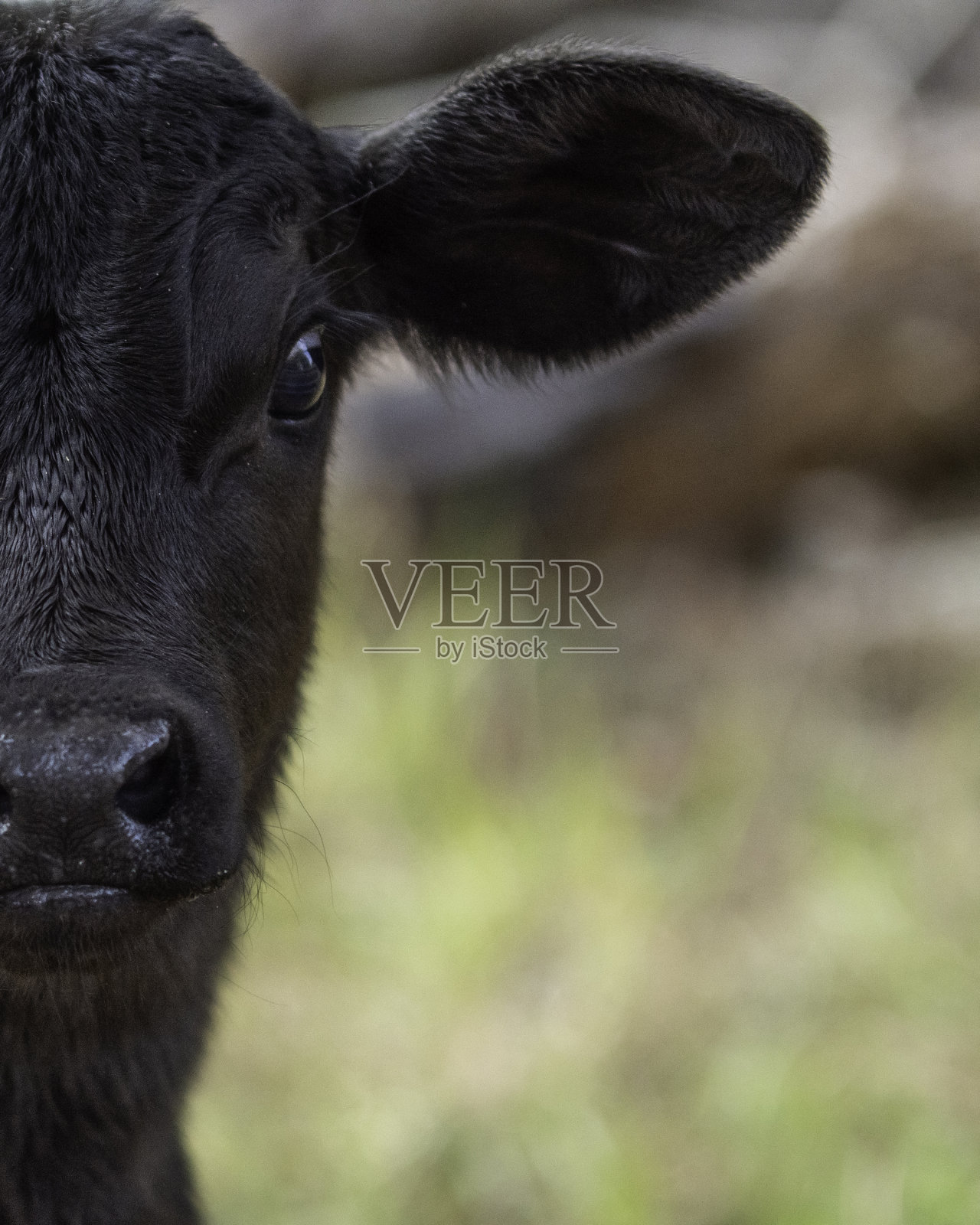 小腿脸的一半人像照片摄影图片