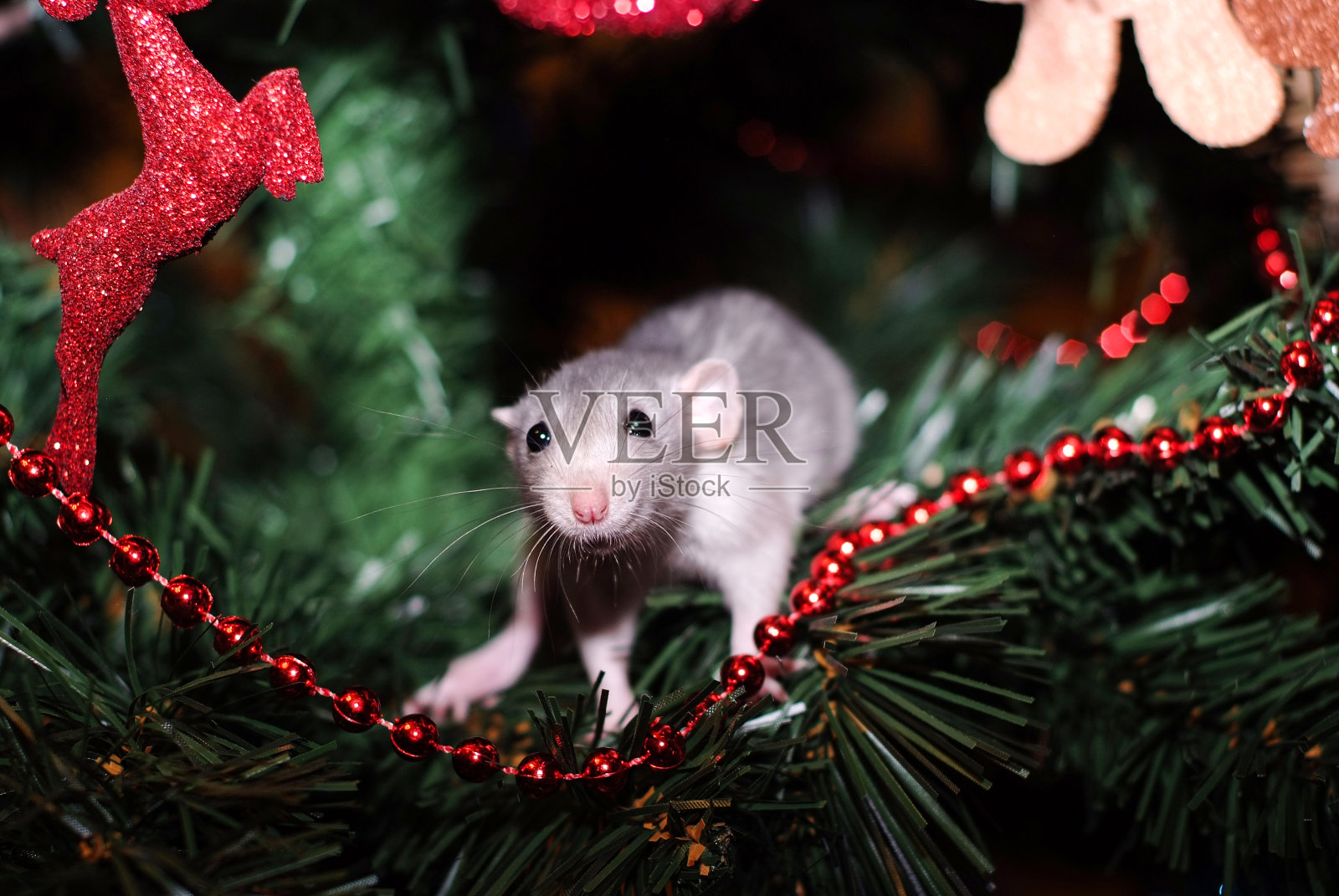 宠物鼠照片摄影图片