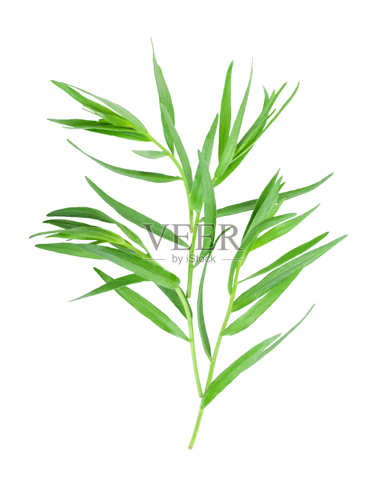 孤立在白色背景上的龙蒿或雌二醇。艾dracunculus。前视图。平躺照片摄影图片