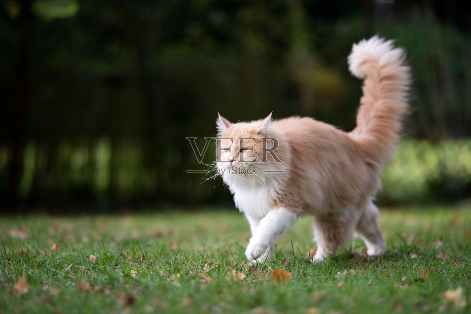 毛茸茸的尾巴的猫照片摄影图片