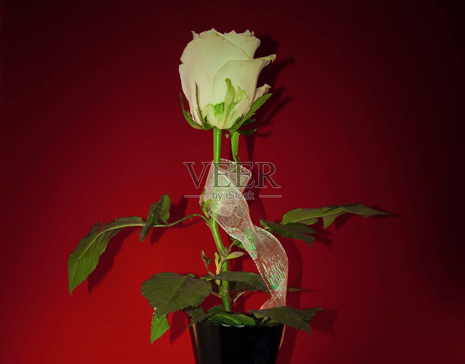 有一朵白玫瑰的静物画照片摄影图片