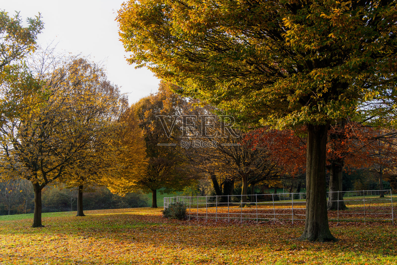 美丽的秋天在格罗夫公园，伯明翰，英国照片摄影图片