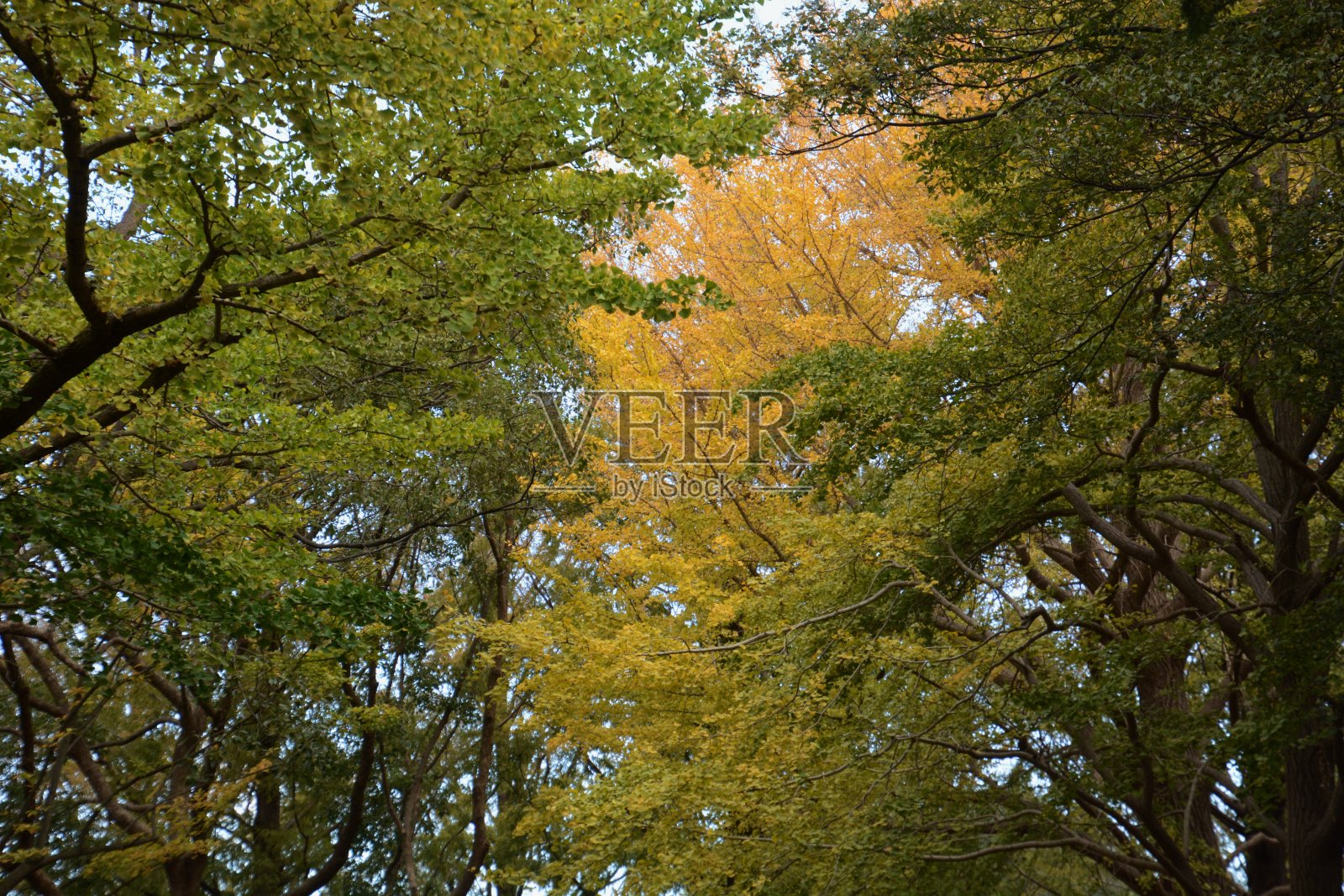 银杏树的秋叶照片摄影图片