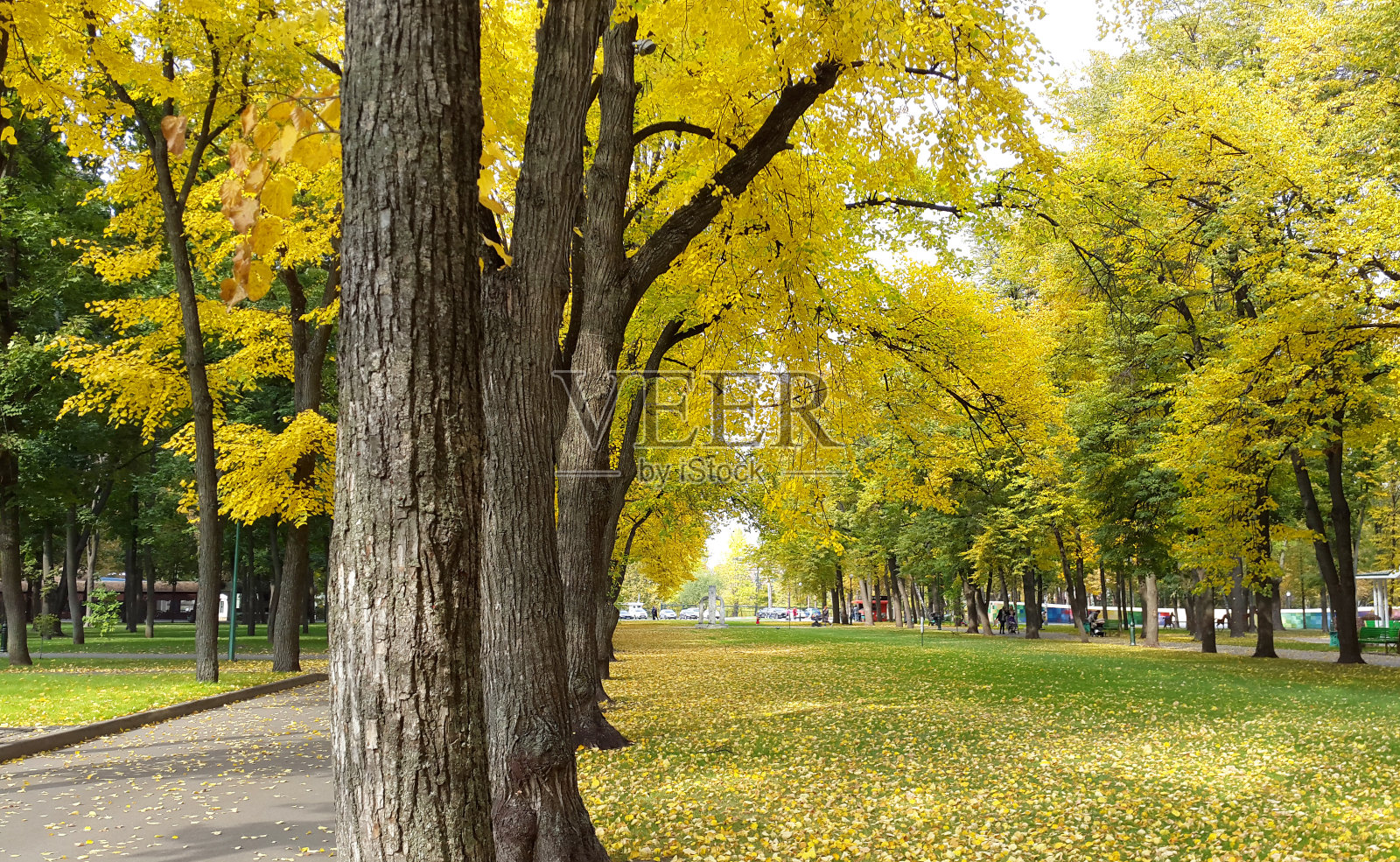 秋天的黄树和黄叶在草坪上的城市公园-哈尔科夫/乌克兰2019照片摄影图片