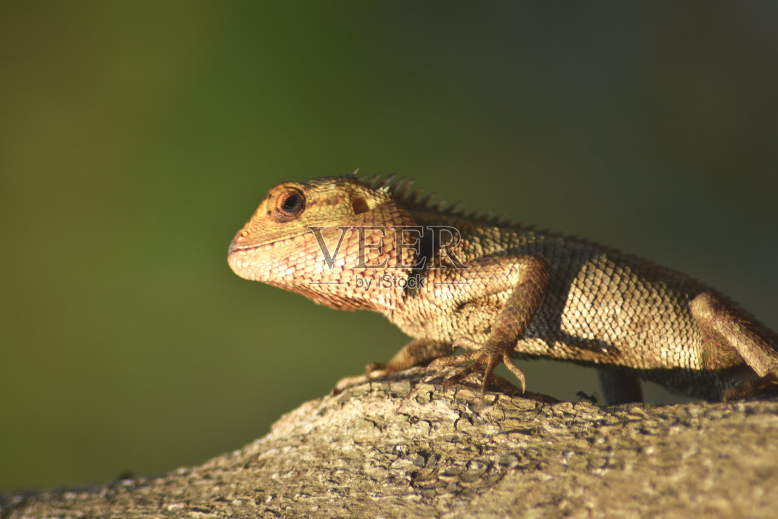 棕色的chemeleon粘在树干上照片摄影图片