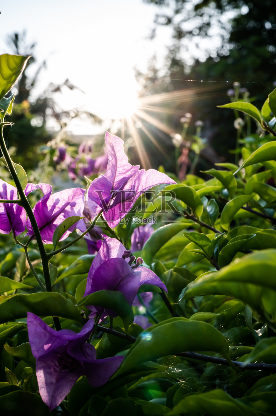 花园阳光下美丽的九重葛花。照片摄影图片
