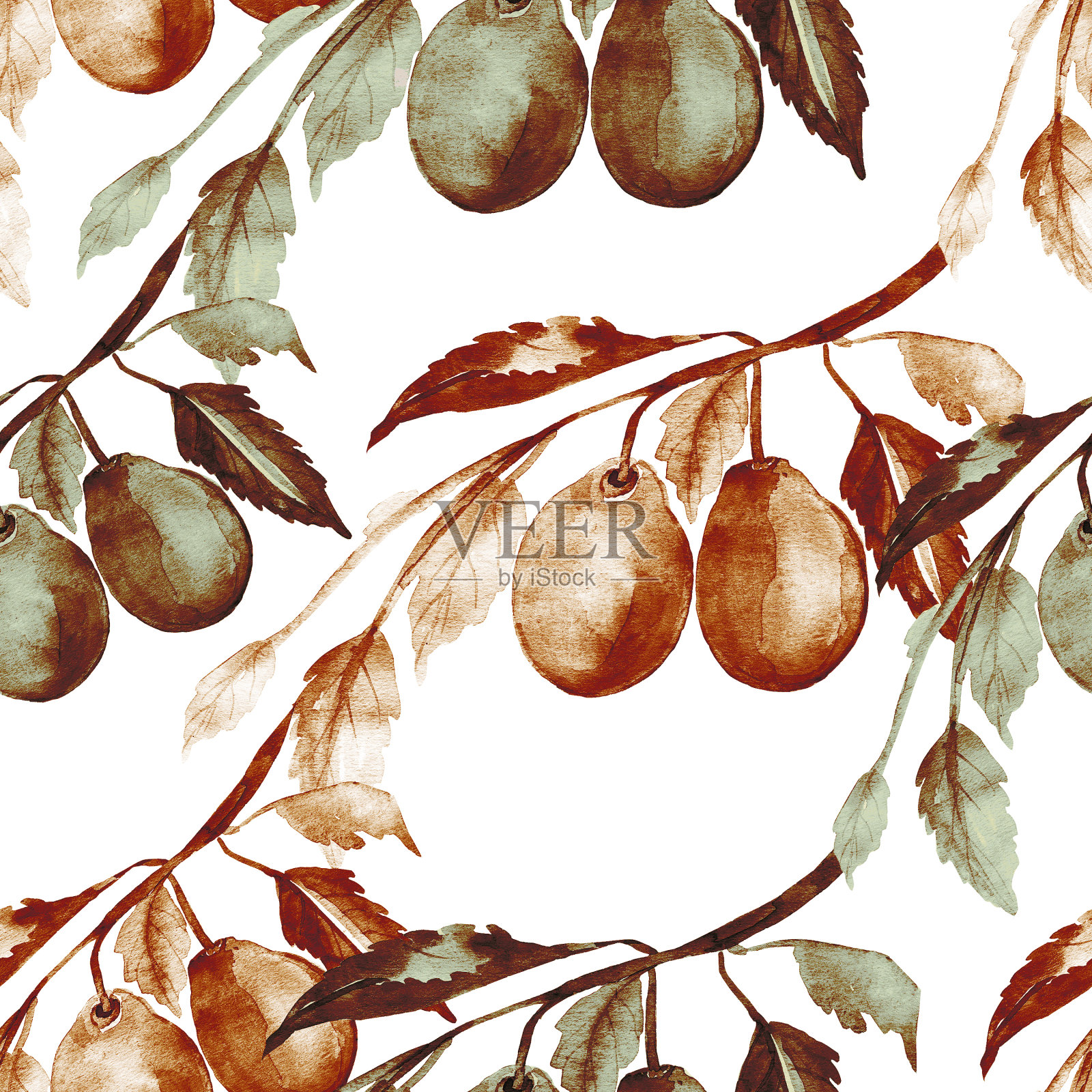 李子分支。插画图片素材