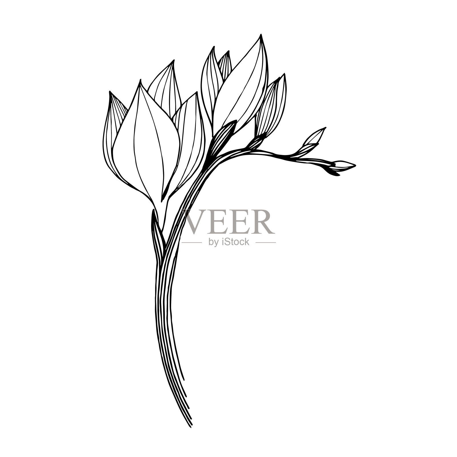 媒介小苍兰，花植物花。黑白篆刻水墨艺术。孤立的小苍兰插图元素。插画图片素材