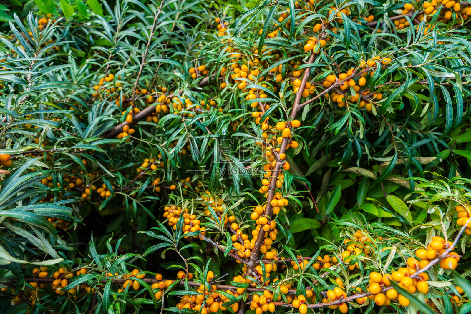 有沙棘浆果和绿叶的树枝照片摄影图片