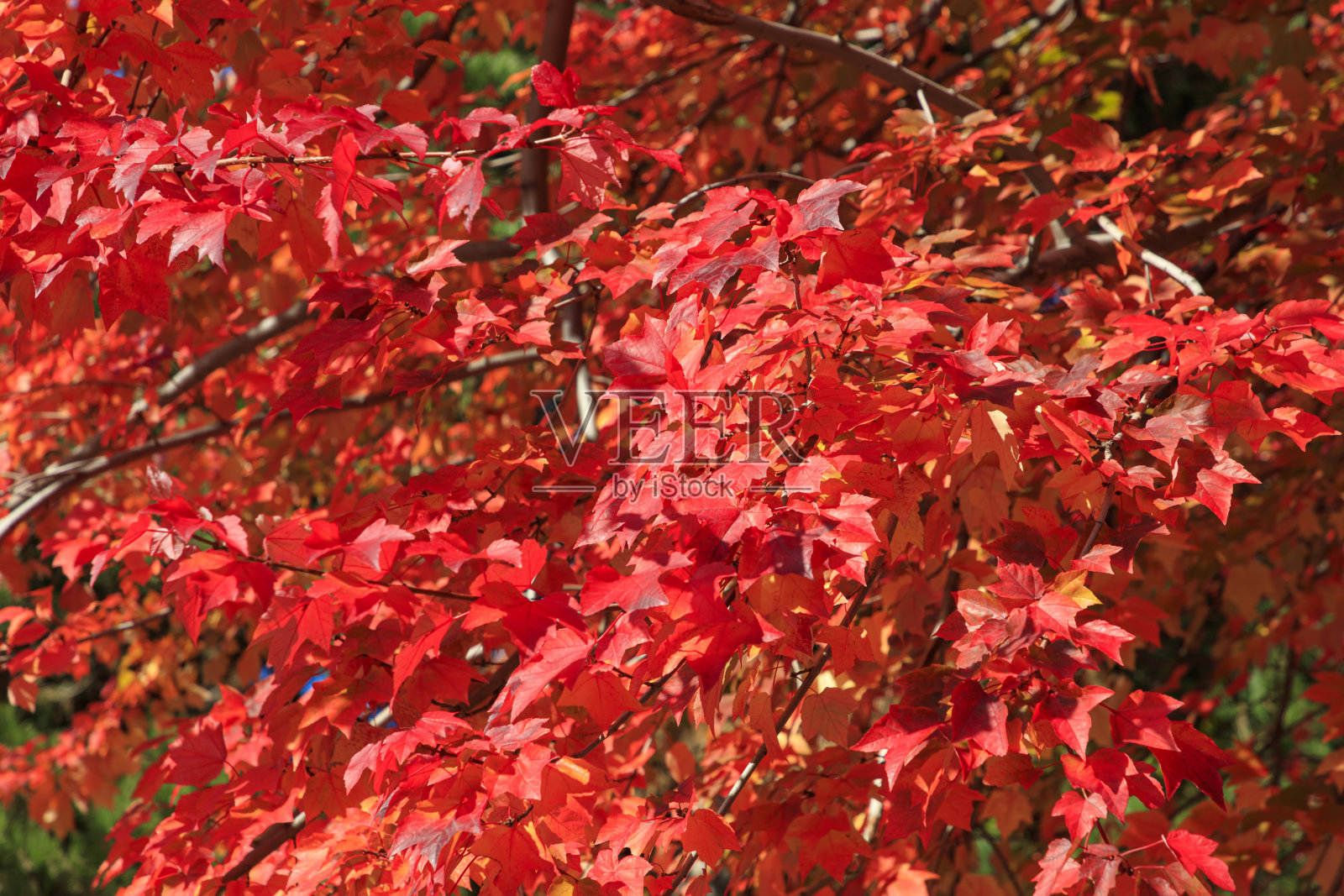 秋日的枫叶沐浴在清晨的阳光里——秋日在札幌照片摄影图片