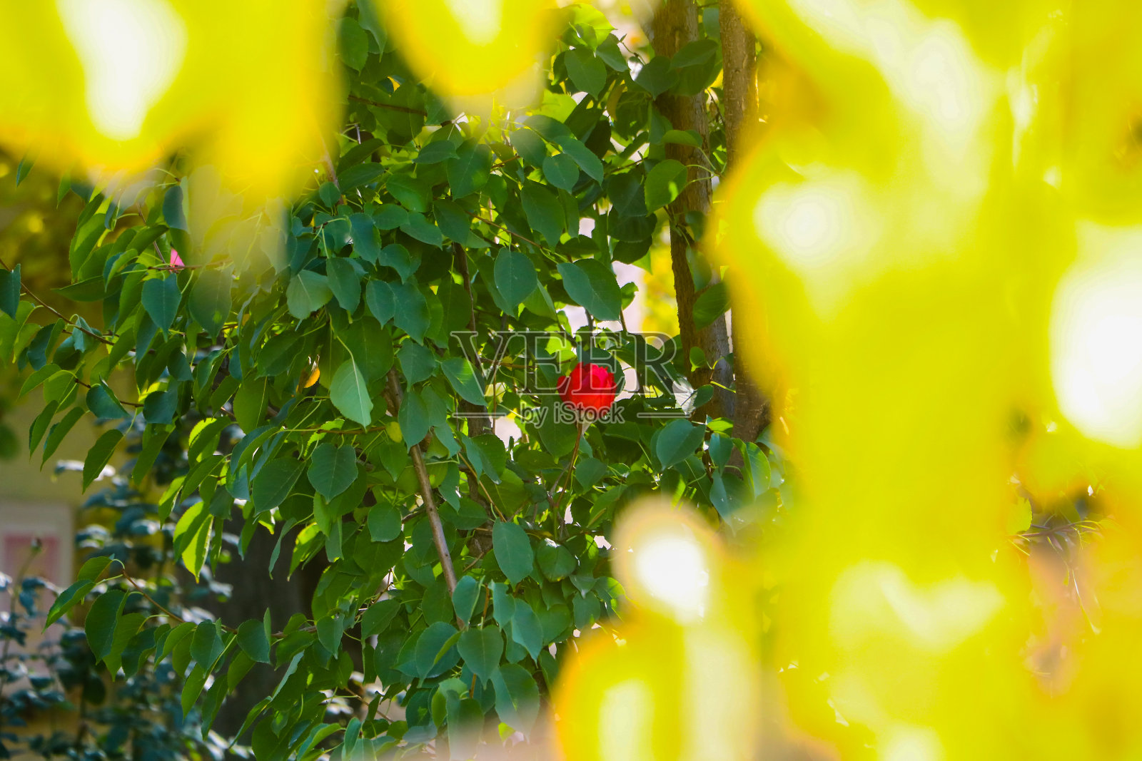 红玫瑰照片摄影图片