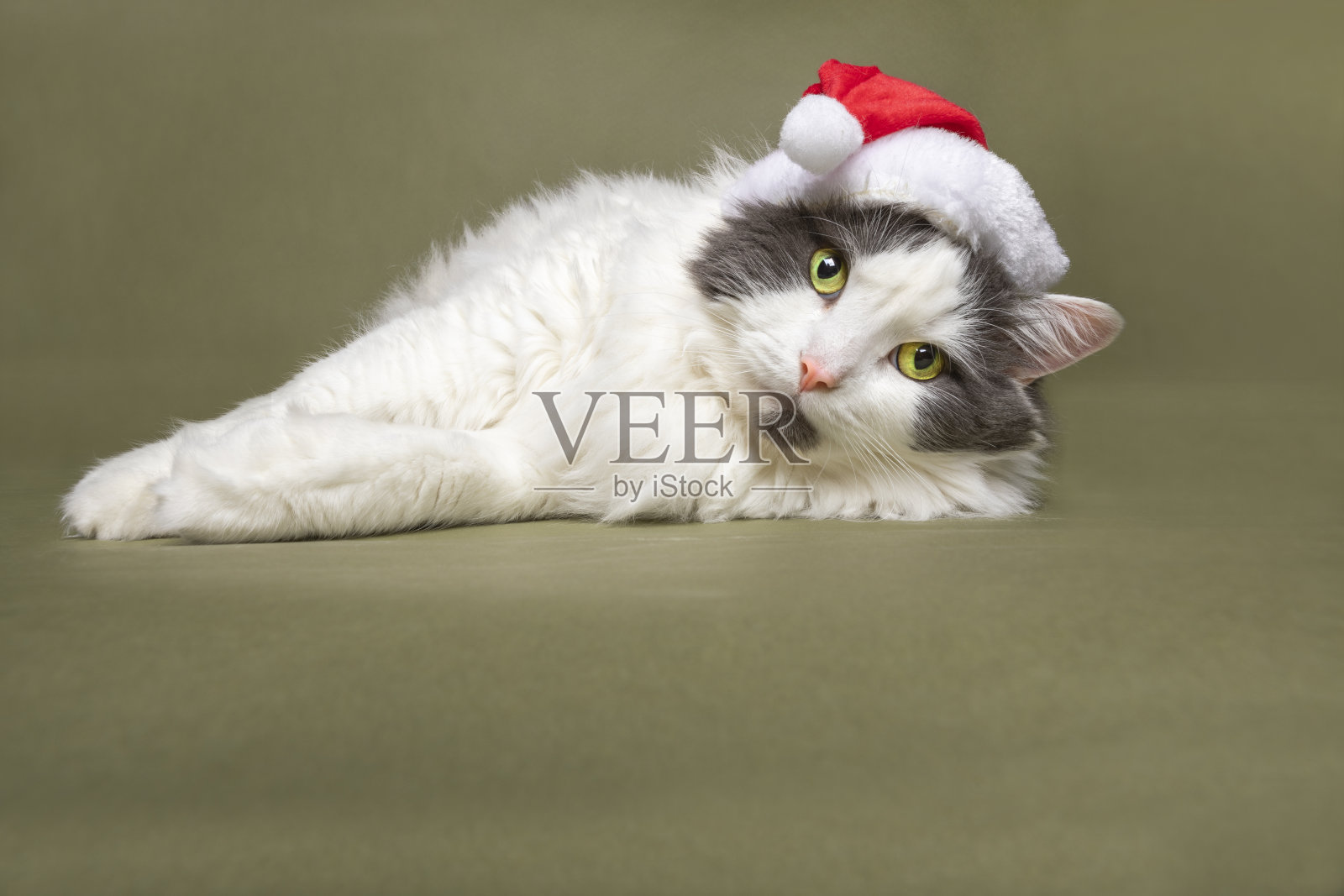 圣诞猫躺下照片摄影图片