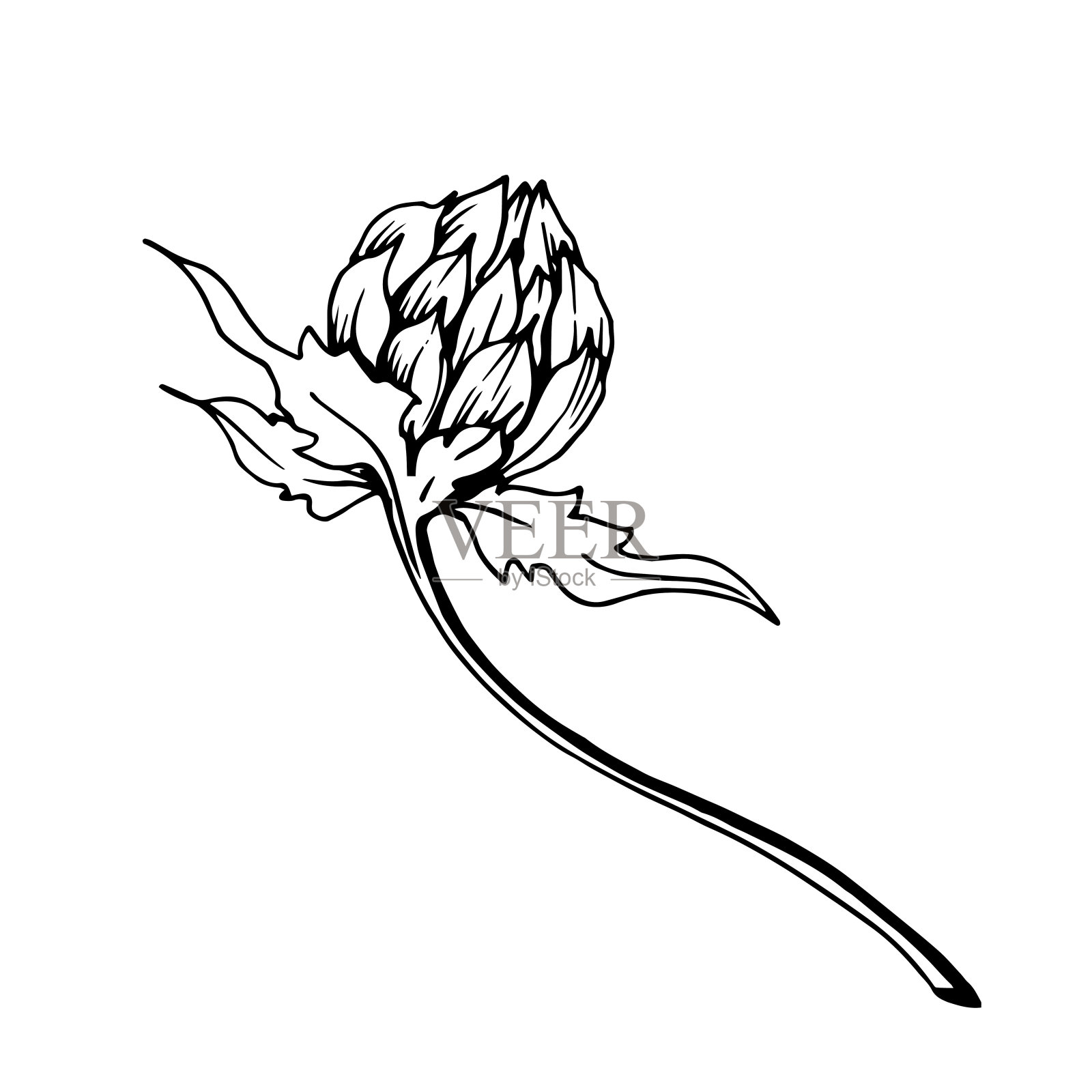 矢量草本花的叶子。黑白篆刻水墨艺术。孤立的草药插图元素。插画图片素材