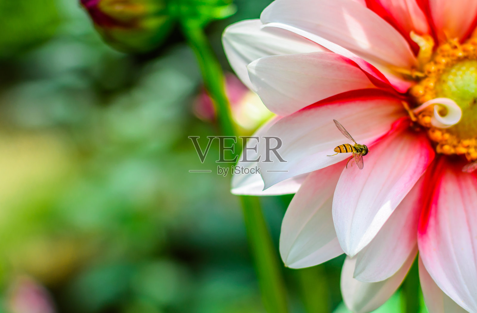 色彩缤纷的花园花卉与绿色的散景背景照片摄影图片