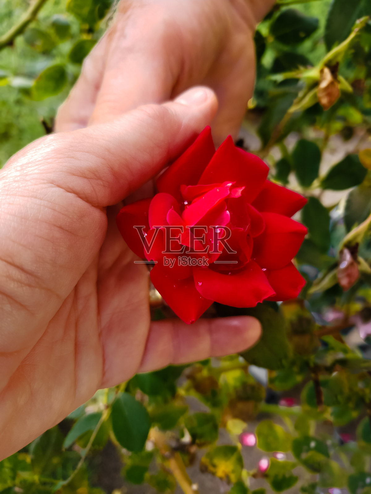 老人们手持红玫瑰照片摄影图片