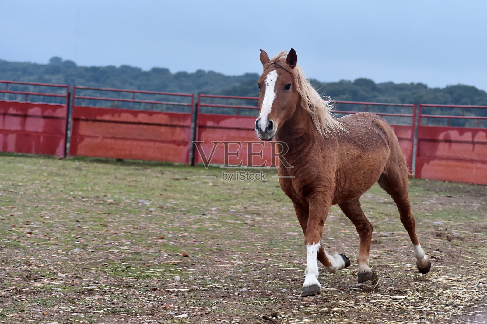 佩尔什马马照片摄影图片