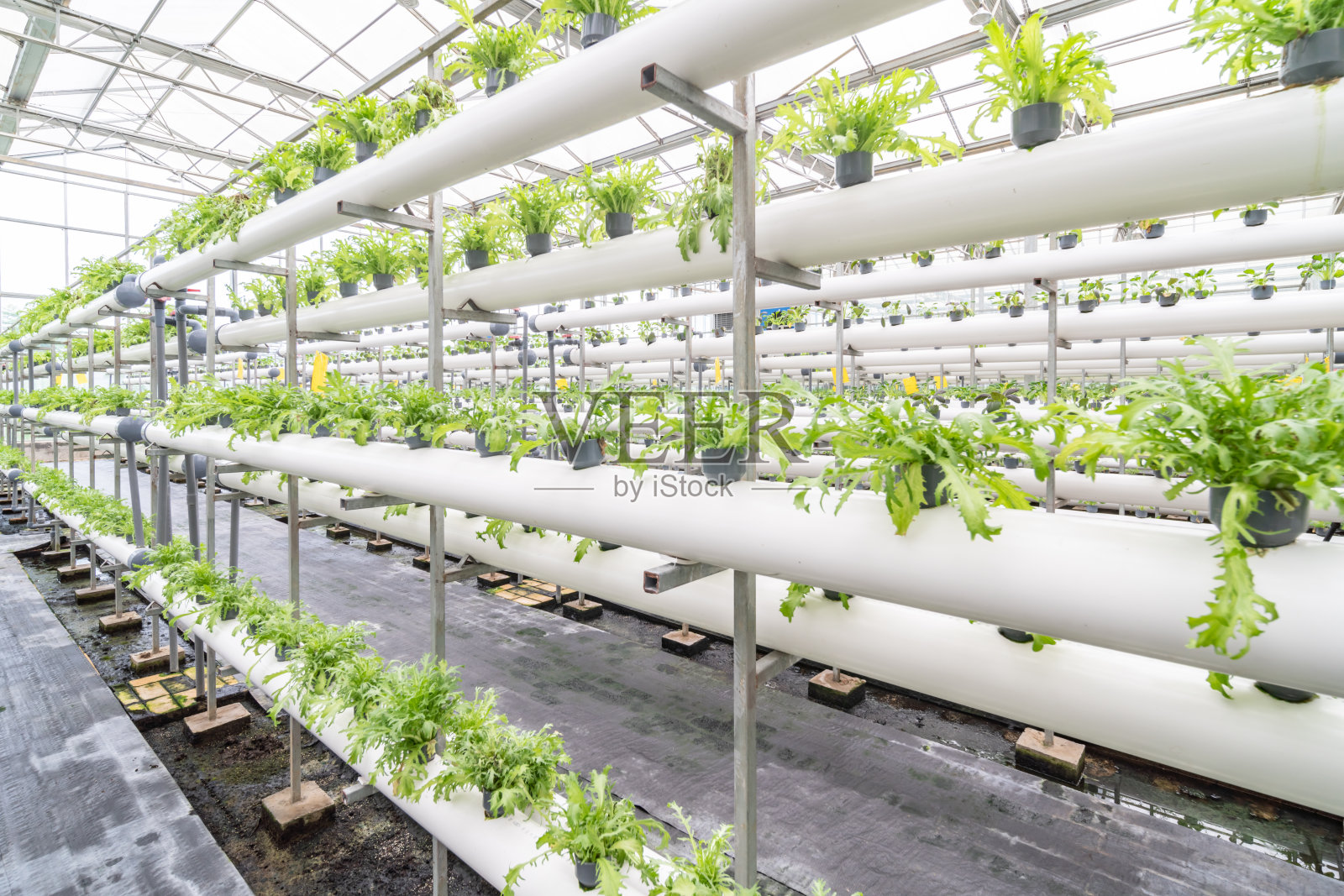 室内蔬菜种植照片摄影图片