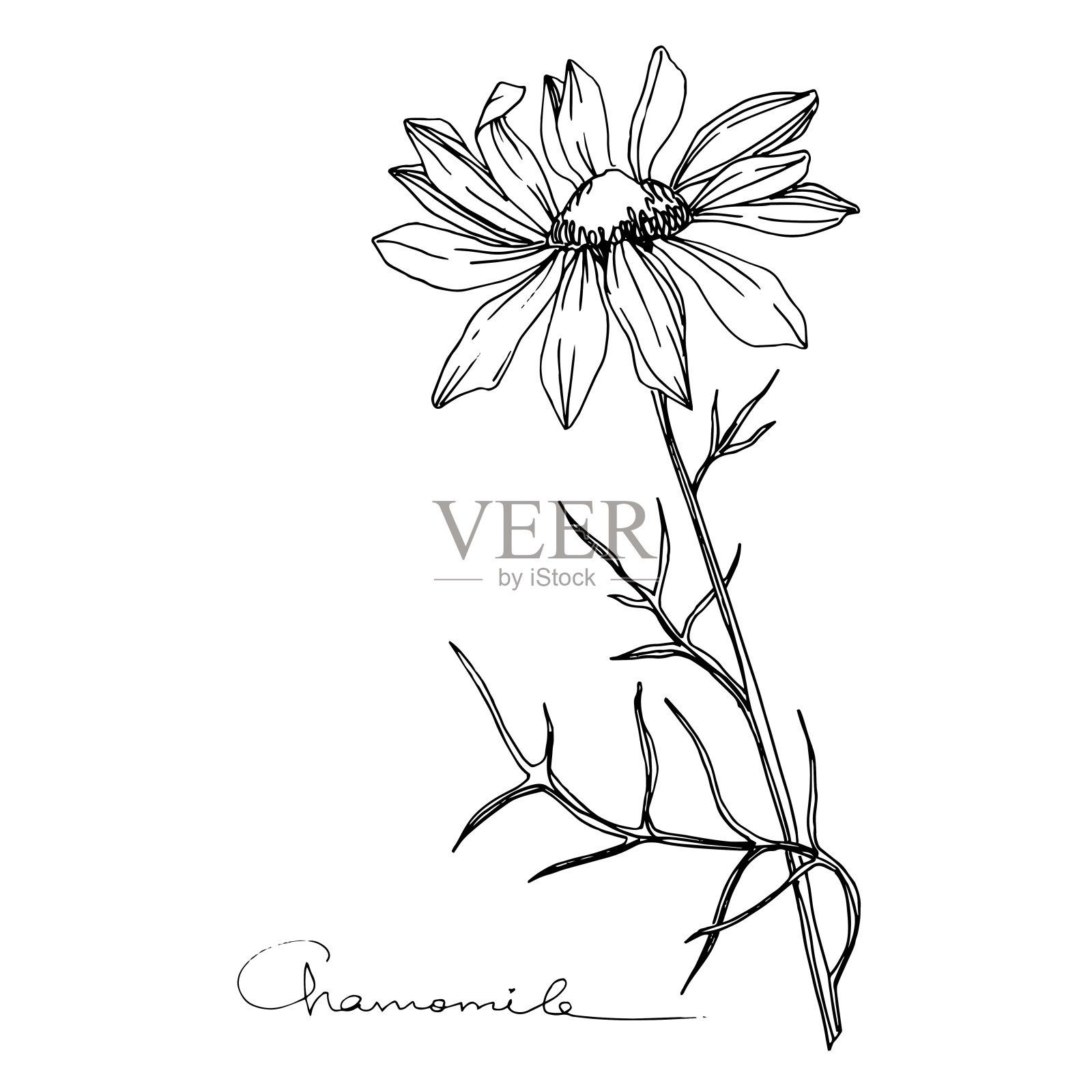 洋甘菊属植物的花媒。黑白篆刻水墨艺术。孤立花插图元素。插画图片素材