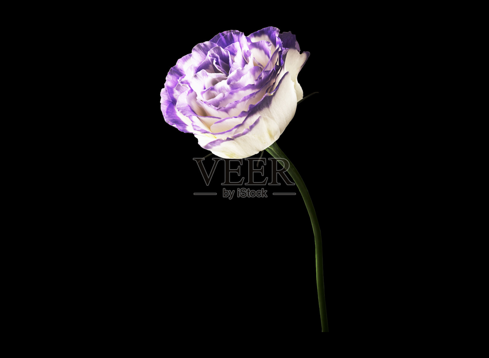 黑色背景上的花朵。特写镜头。大自然。照片摄影图片