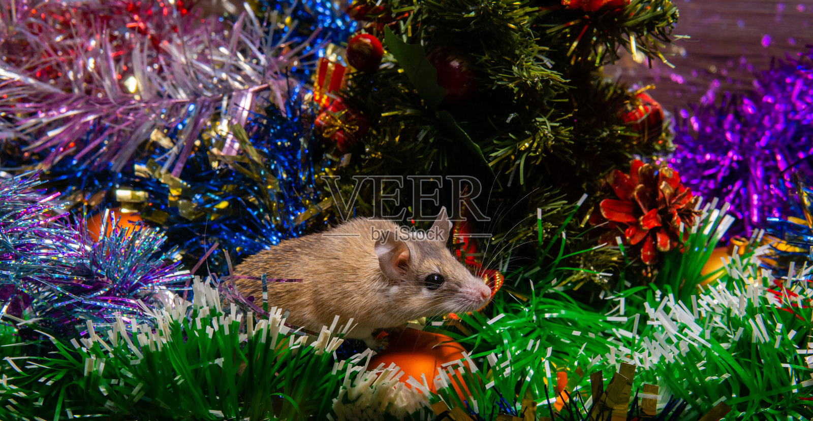 2020年的象征根据中国的生肖-老鼠或老鼠照片摄影图片