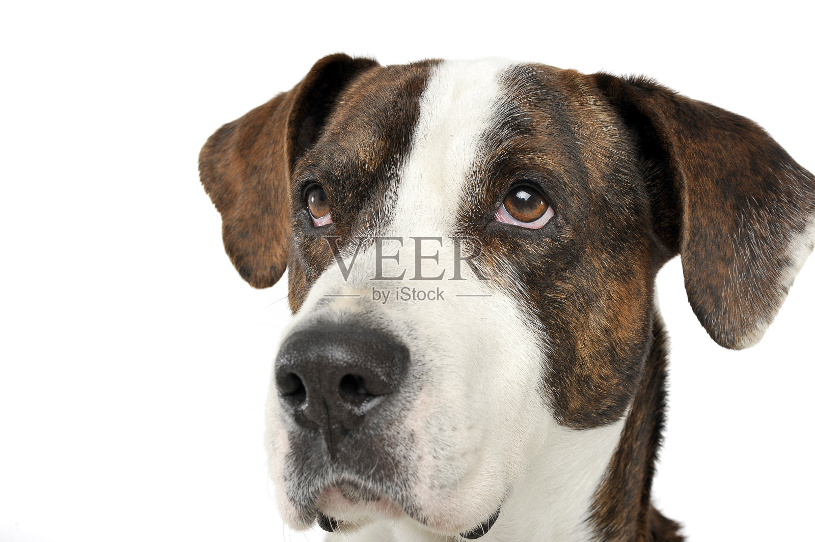 一个可爱的杂种狗的肖像看起来很严肃照片摄影图片