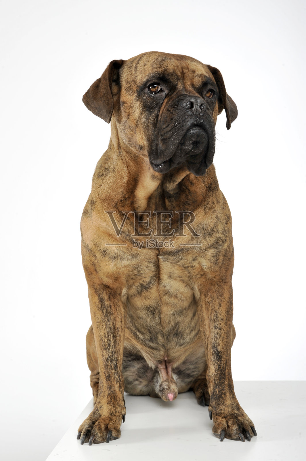 一只可爱的混血狗坐在白色的背景上照片摄影图片