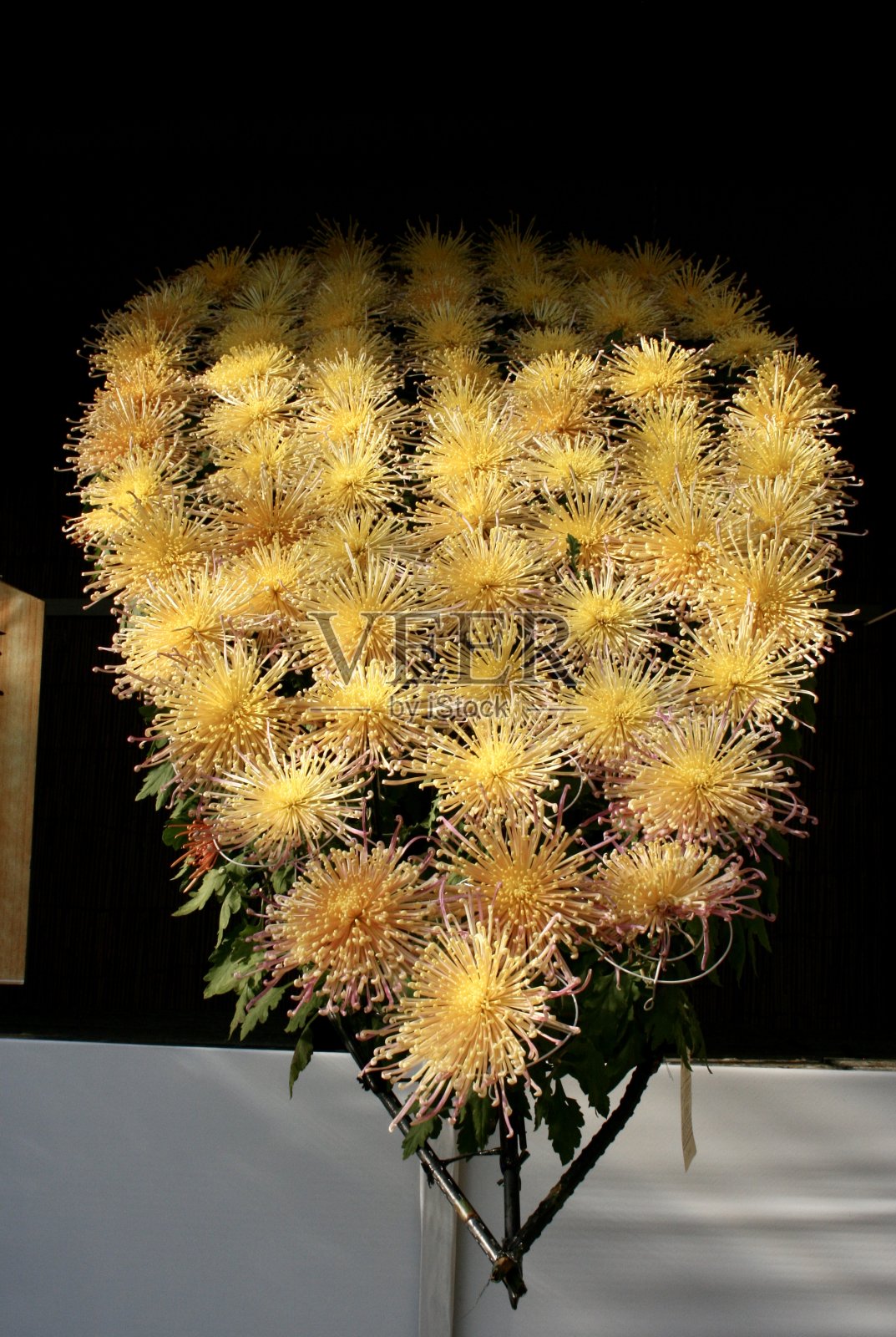 盛开的美丽的菊花照片摄影图片