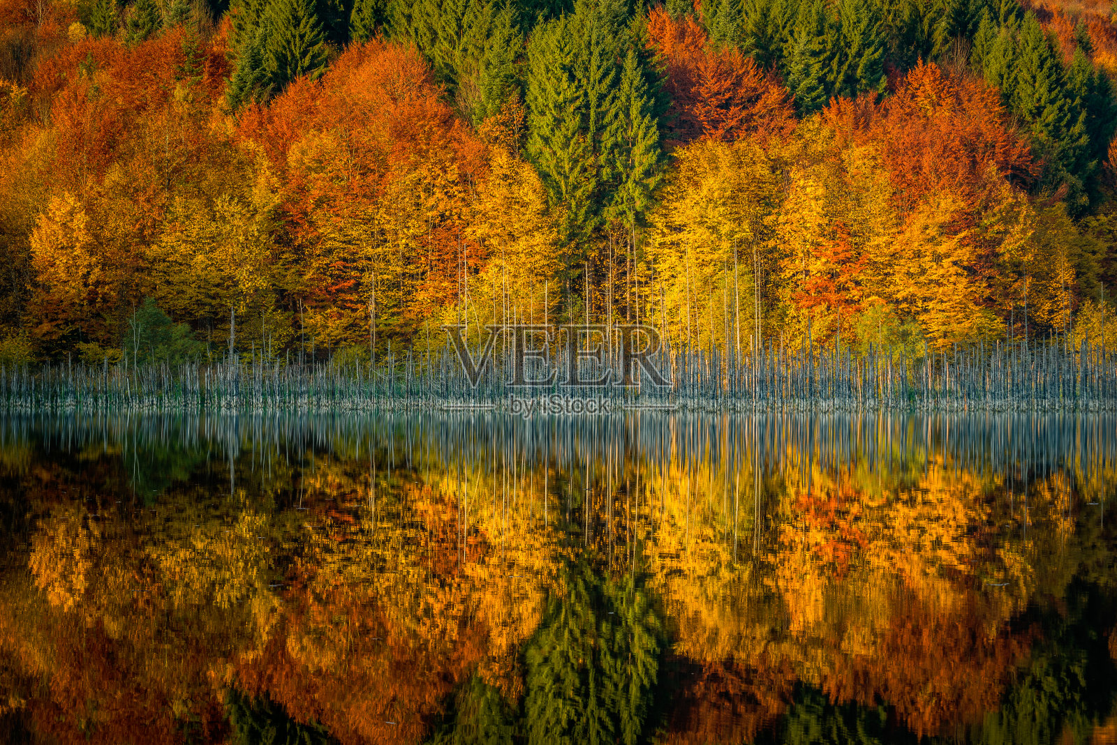 美丽的反映一个木材在秋天的季节在湖中像镜子和干树在湖中照片摄影图片