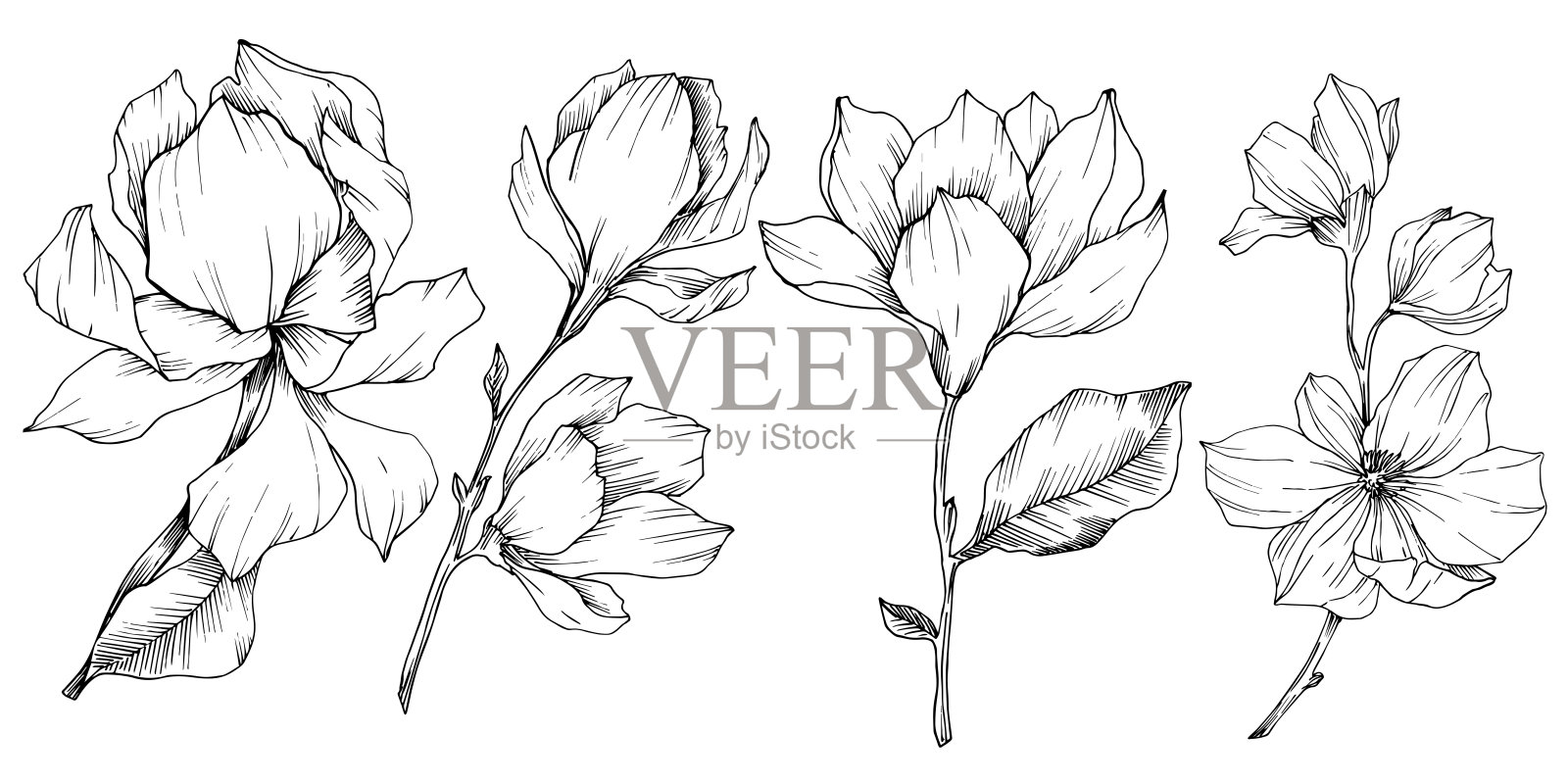 玉兰花载体植物花。黑白篆刻水墨艺术。孤立木兰插图元素。插画图片素材