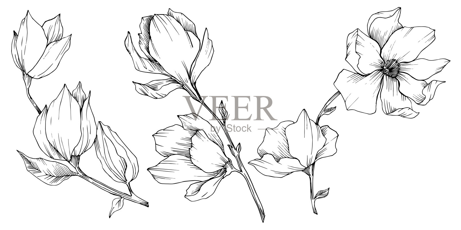 玉兰花载体植物花。黑白篆刻水墨艺术。孤立木兰插图元素。插画图片素材