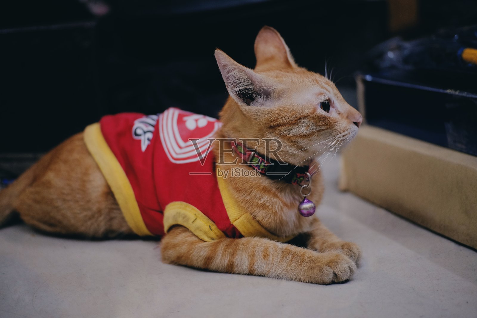 橙色的猫照片摄影图片